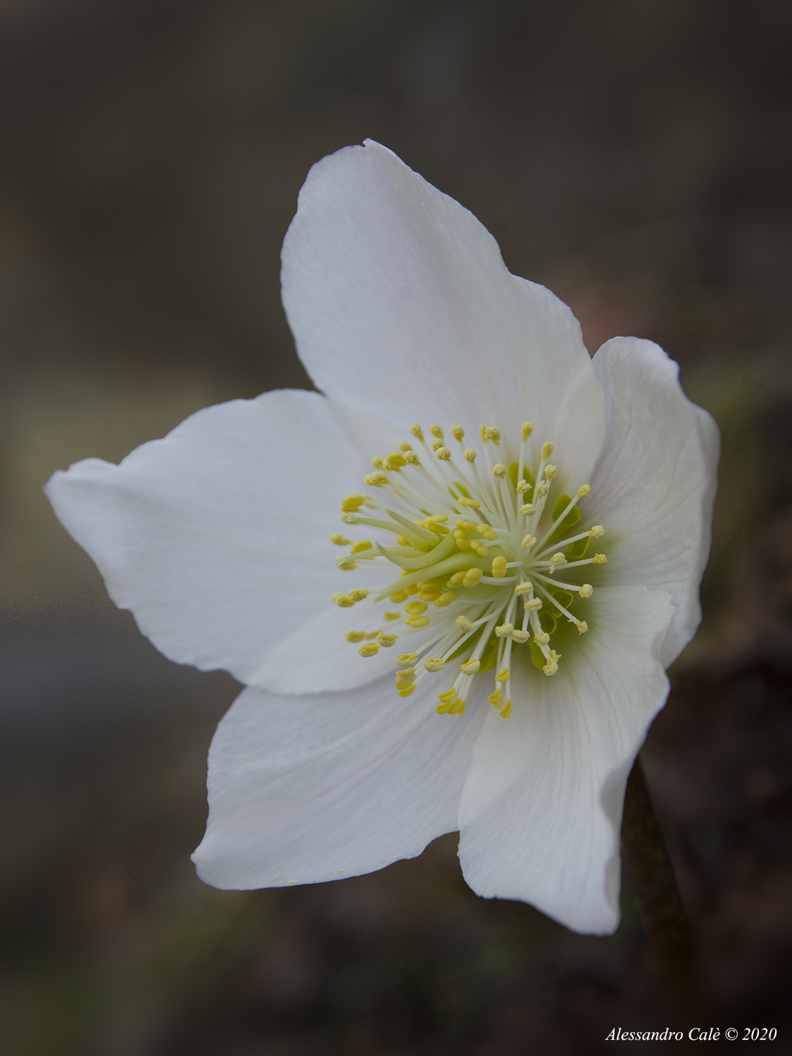 Helleborus niger (Rosa di Natale) 4769
