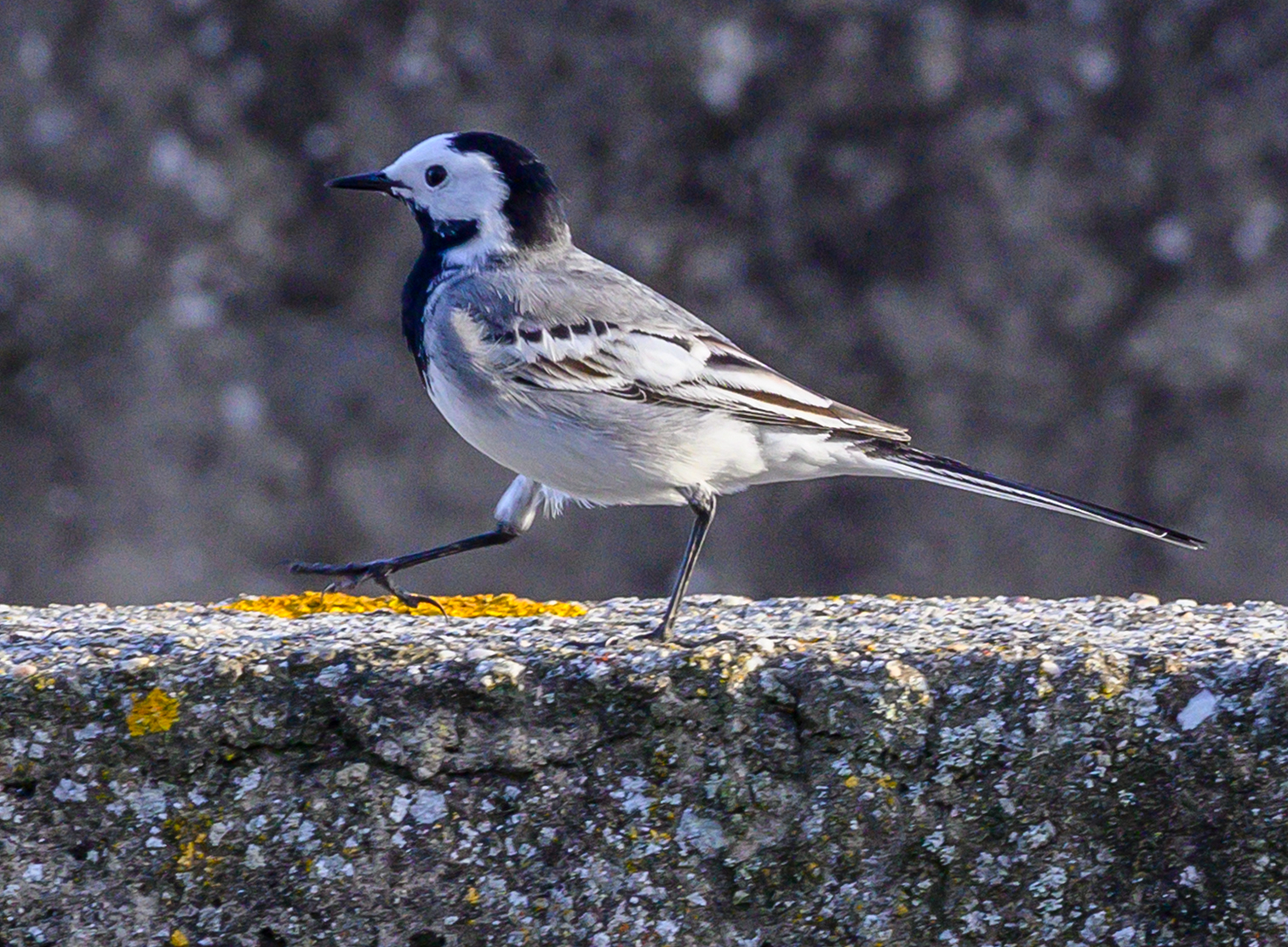 Black and white dancer