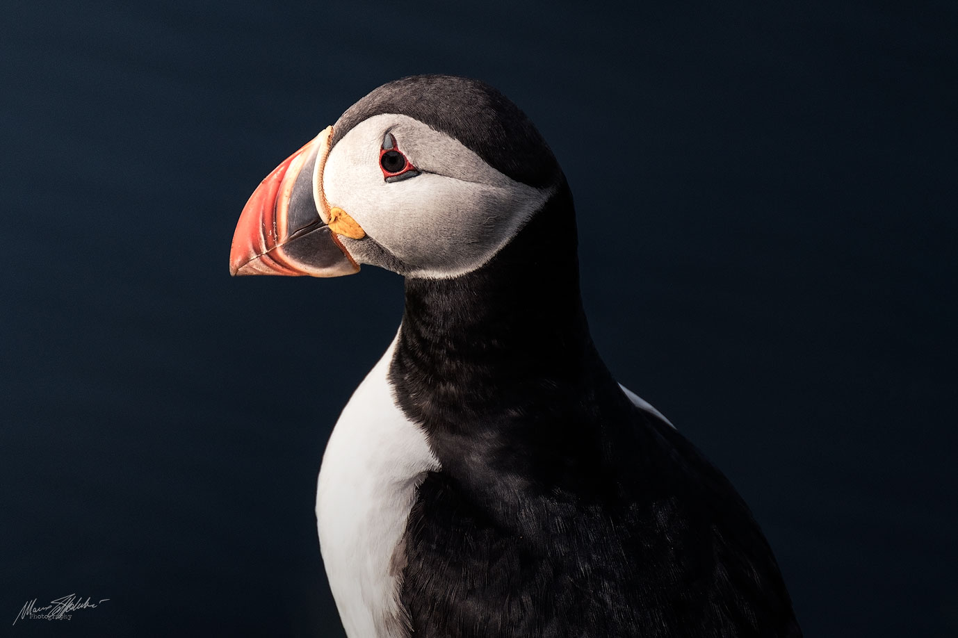 Puffin