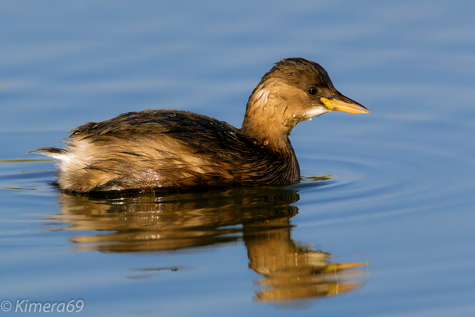 Tachybaptus ruficollis Pallas