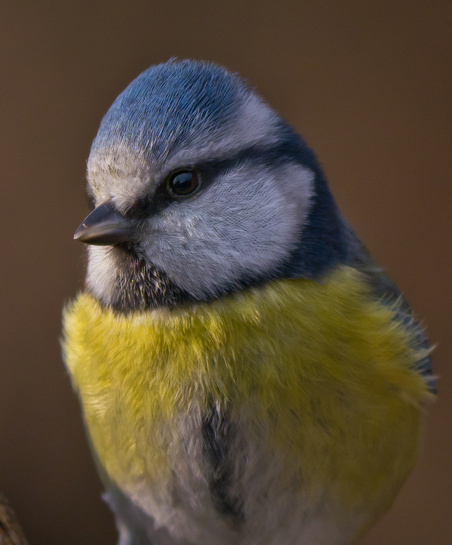 Ritratto di cinciarella