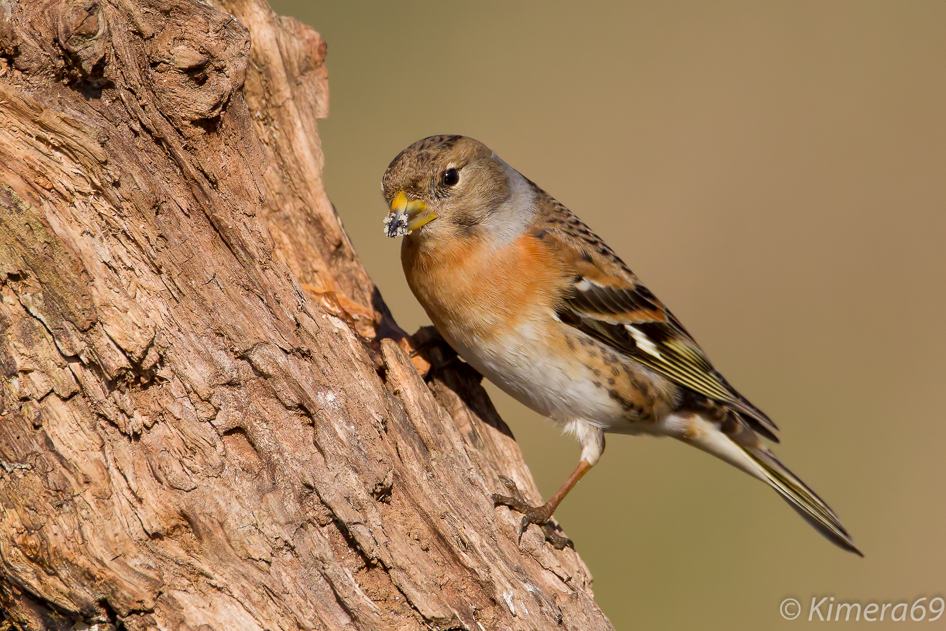 Fringilla montifringilla
