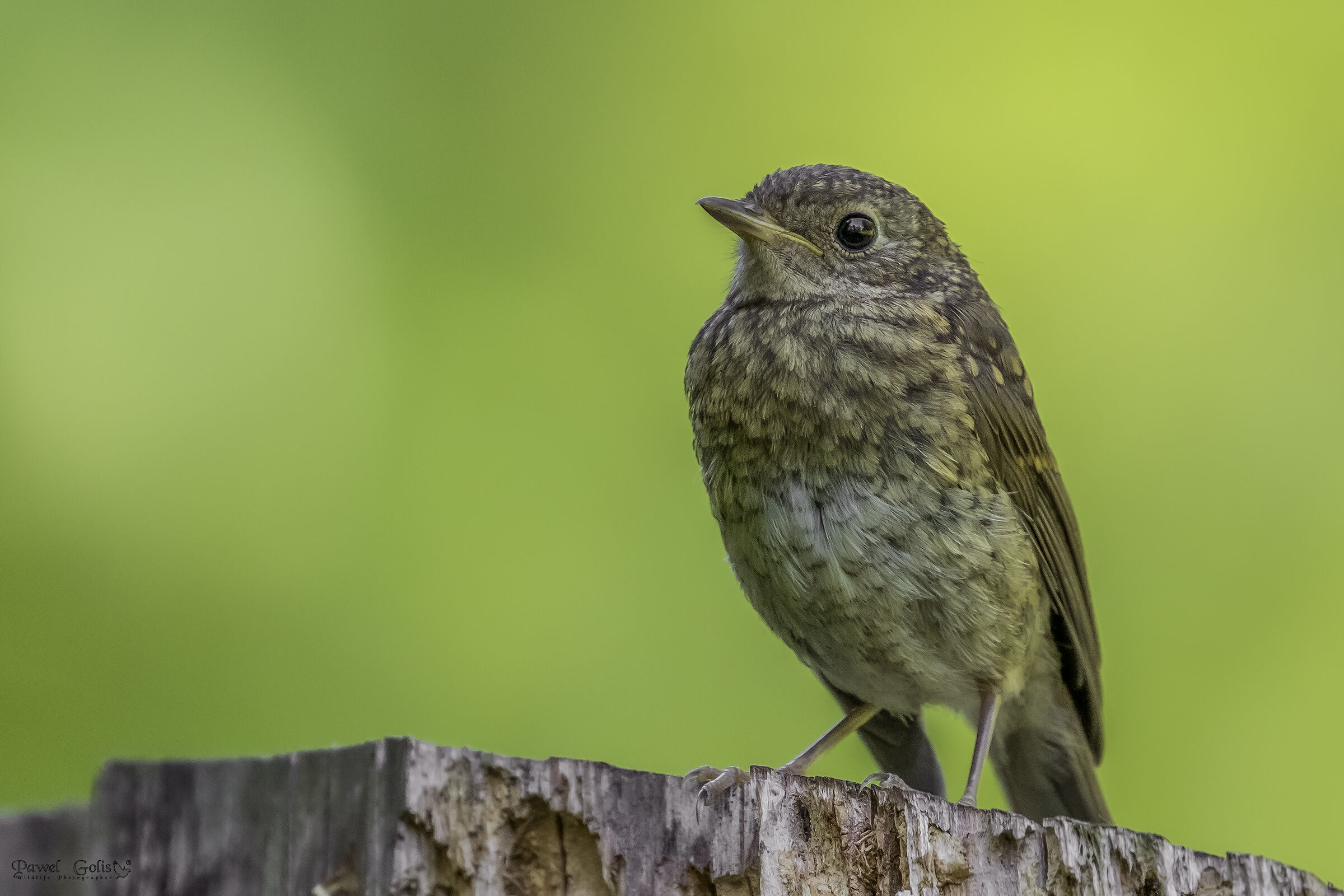 Pettirosso europeo (Erithacus rubecula)