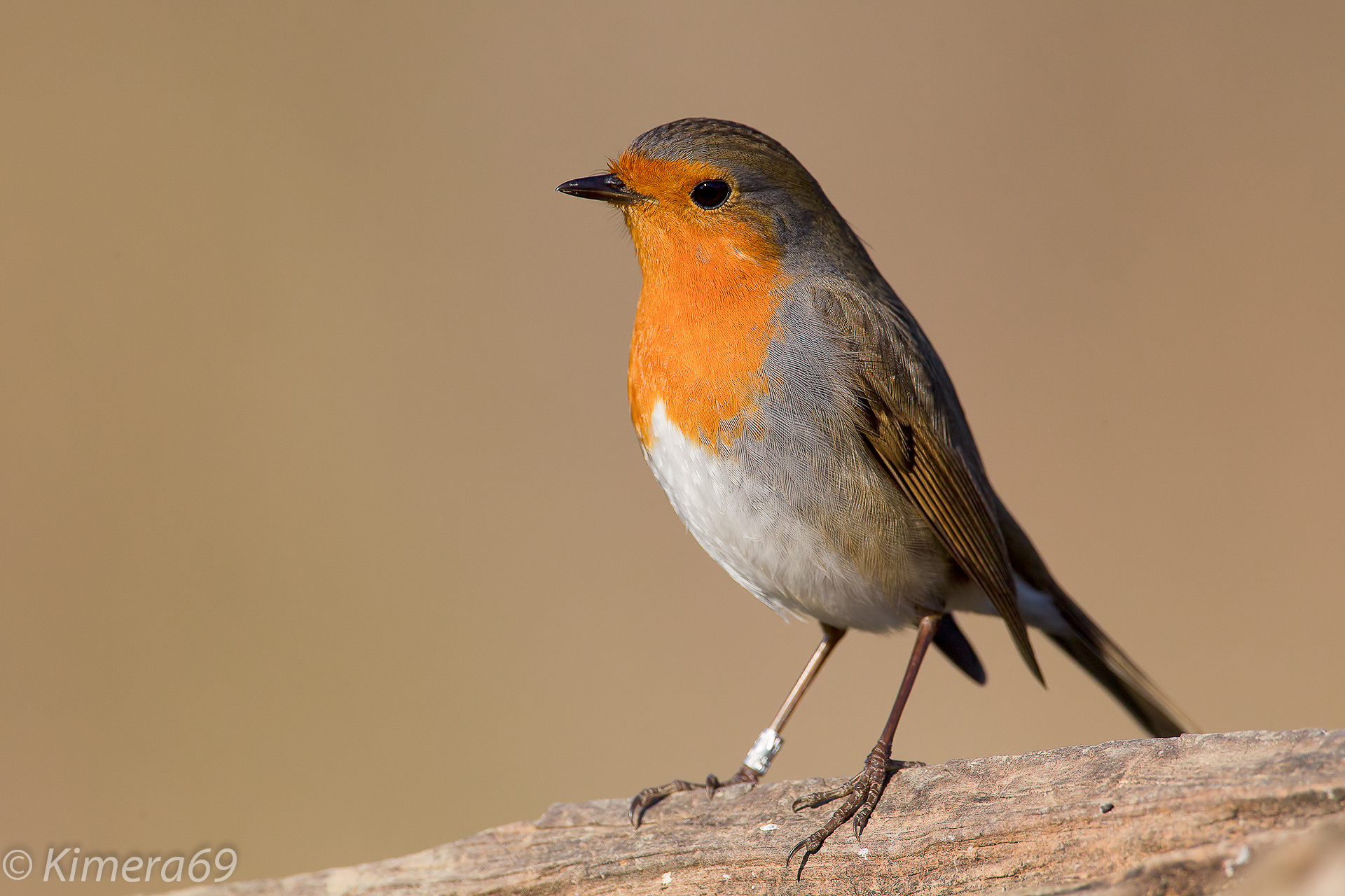 Erithacus rubecula