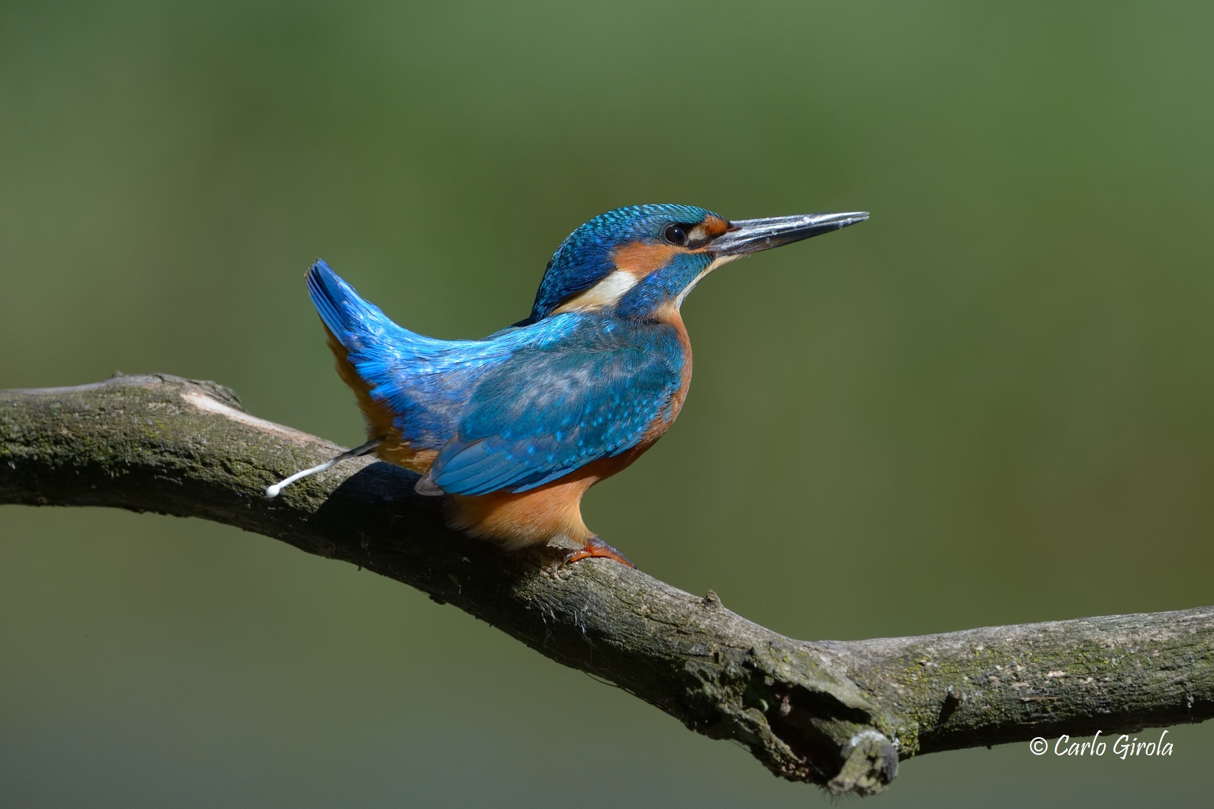 Martin pescatore (Alcedo atthis)