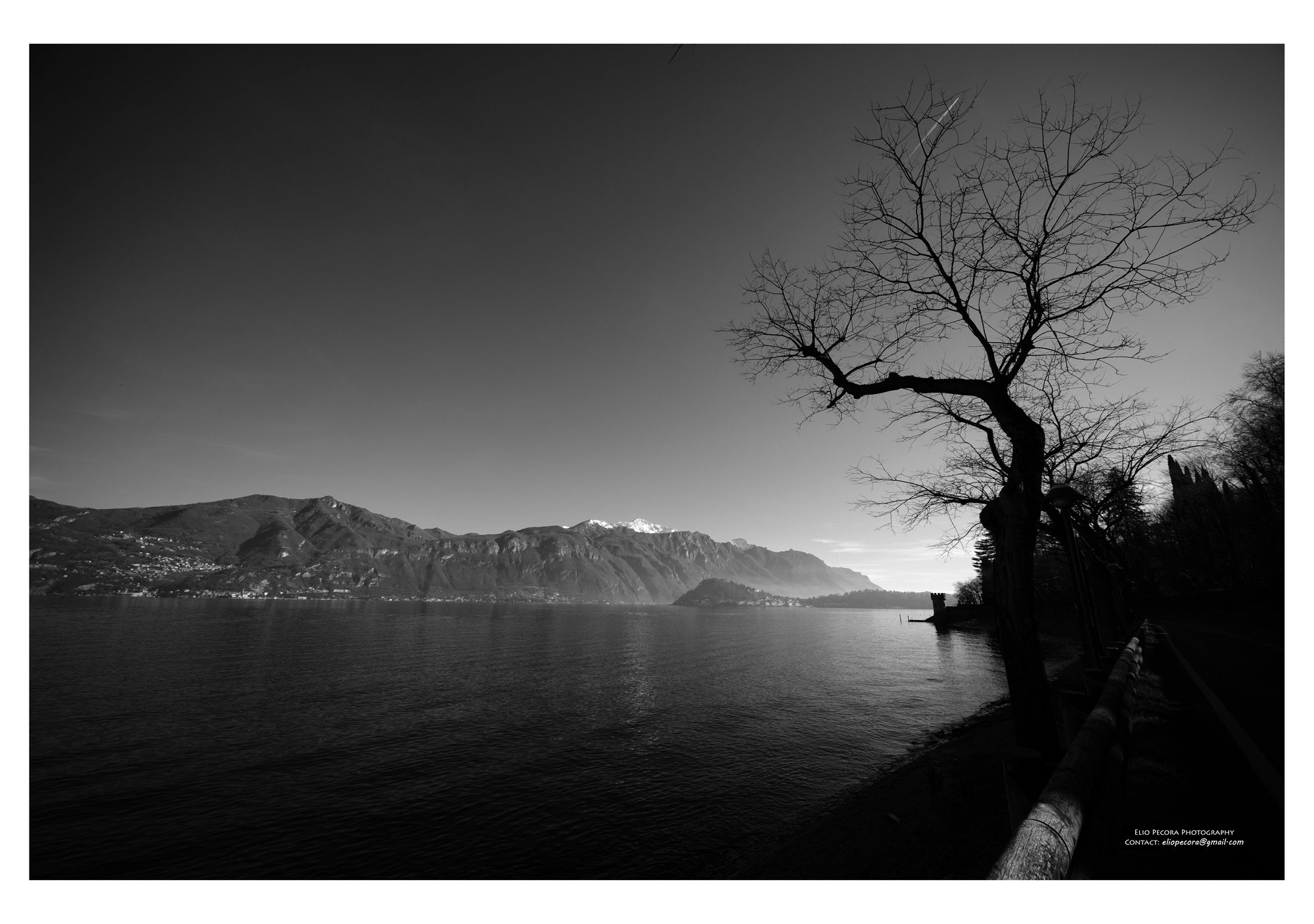 TREE - MINTHAGE LAKE COMO