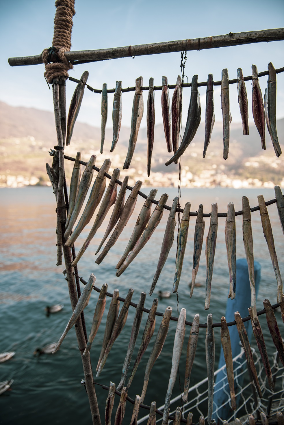 Le sardine quelle finte