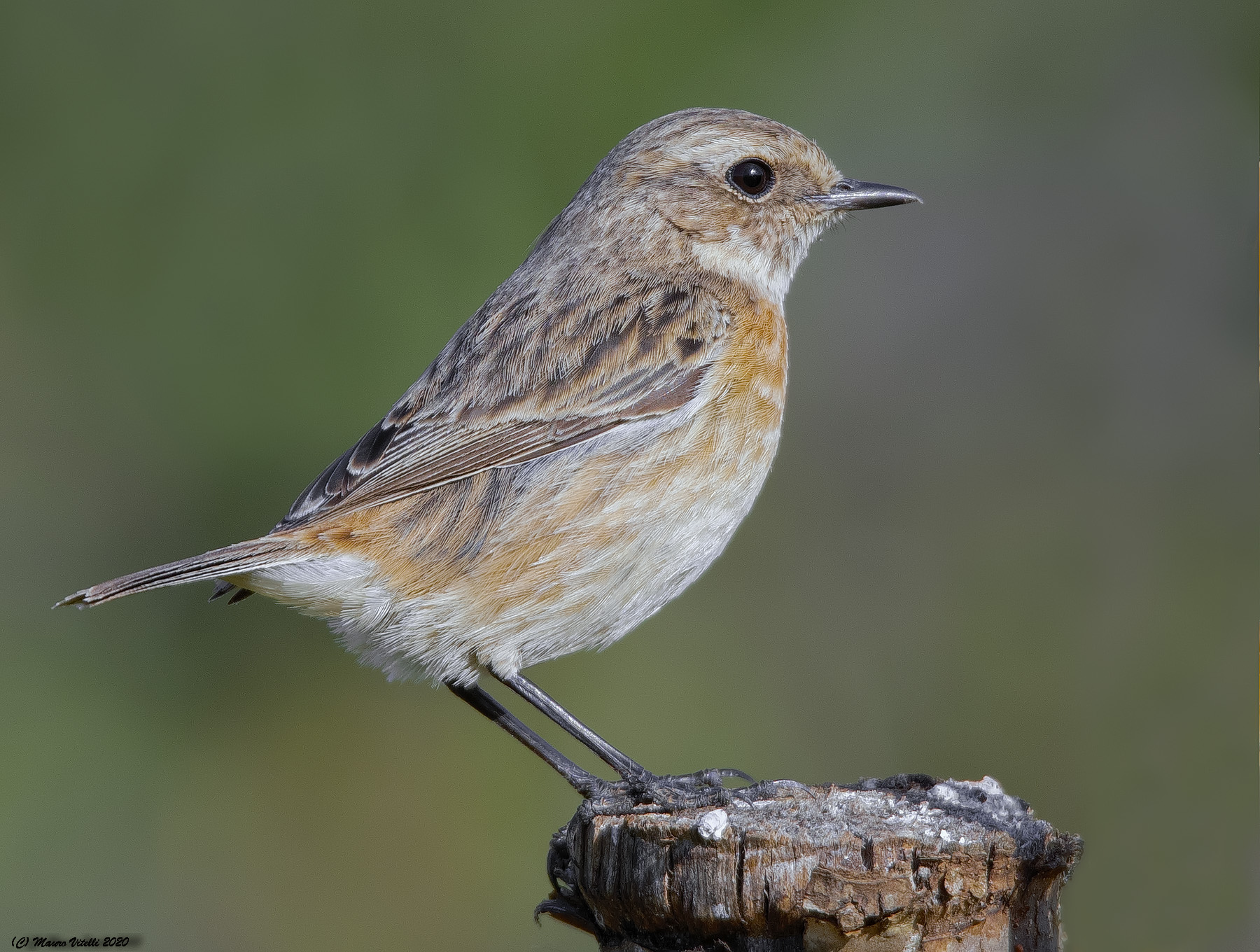 Female Saltimpalo (Saxicola torquatus)