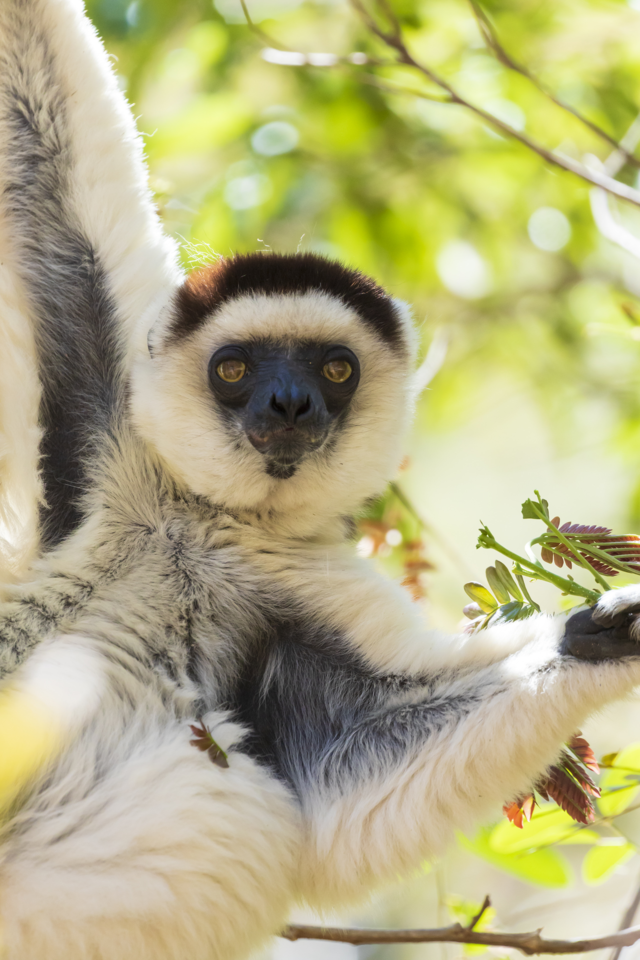 Sifaka di Verreaux