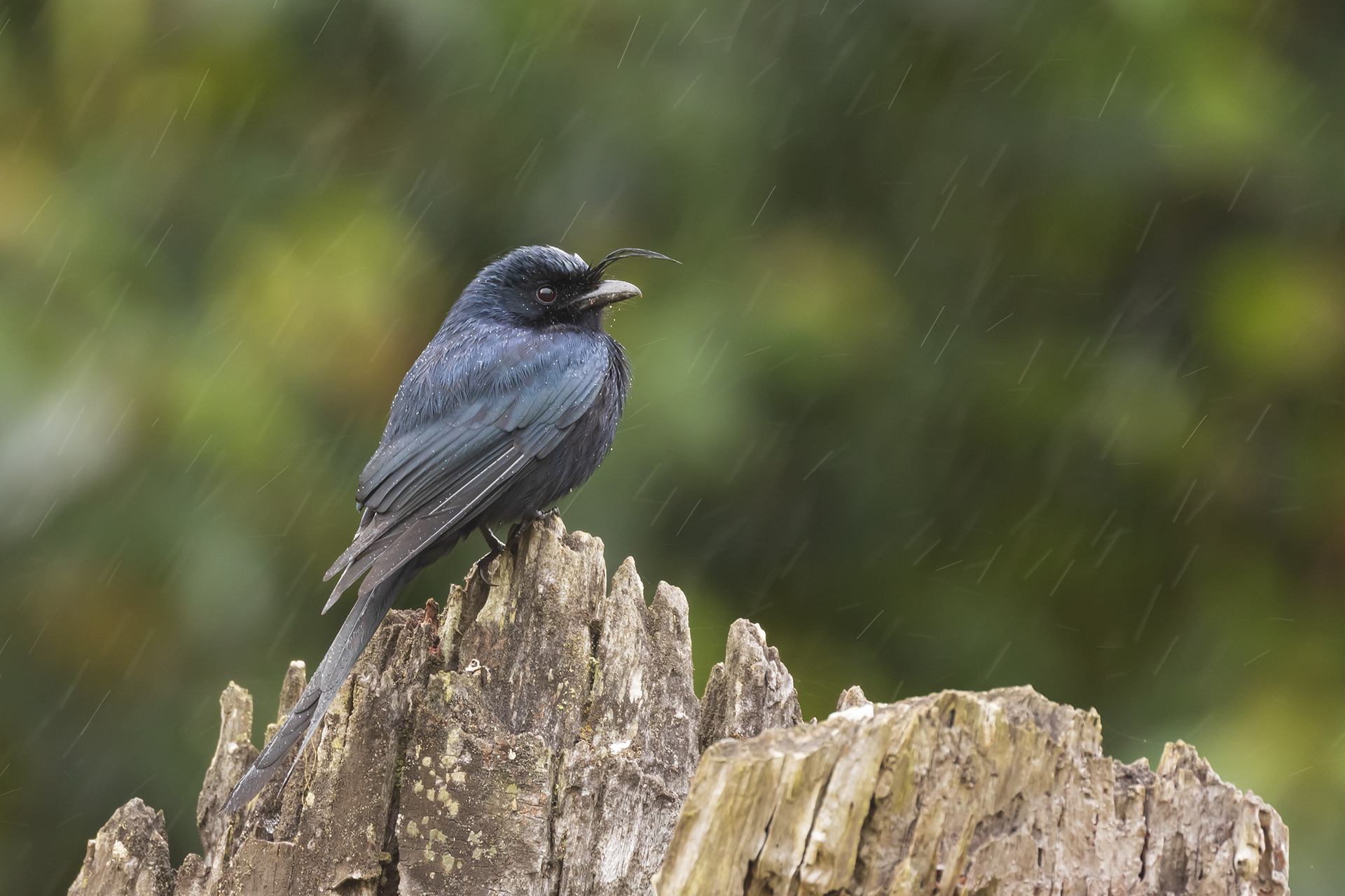 Crested Drongo
