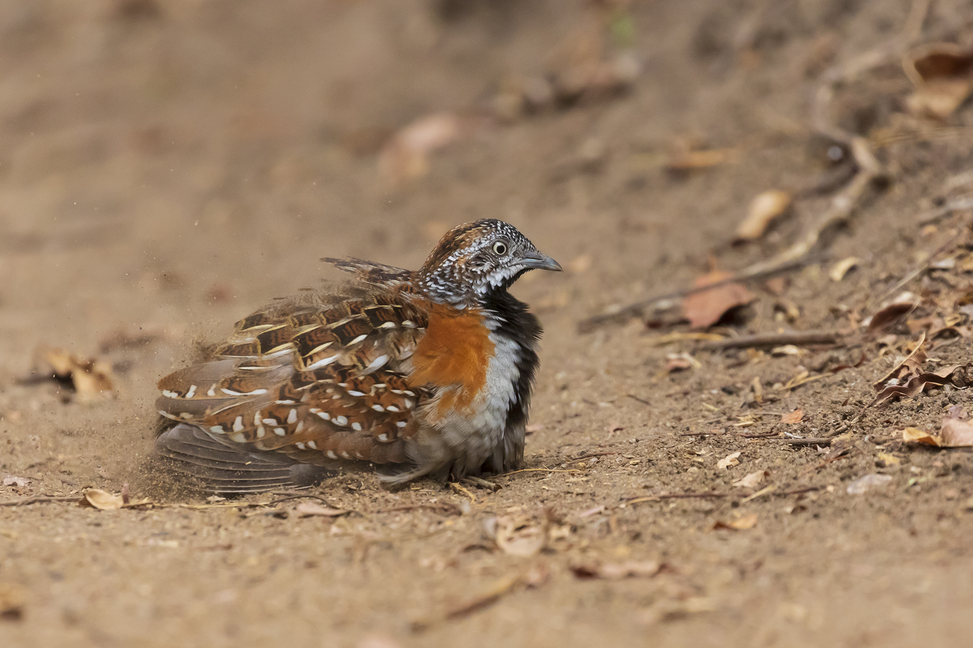 Quaglia of Madagascar