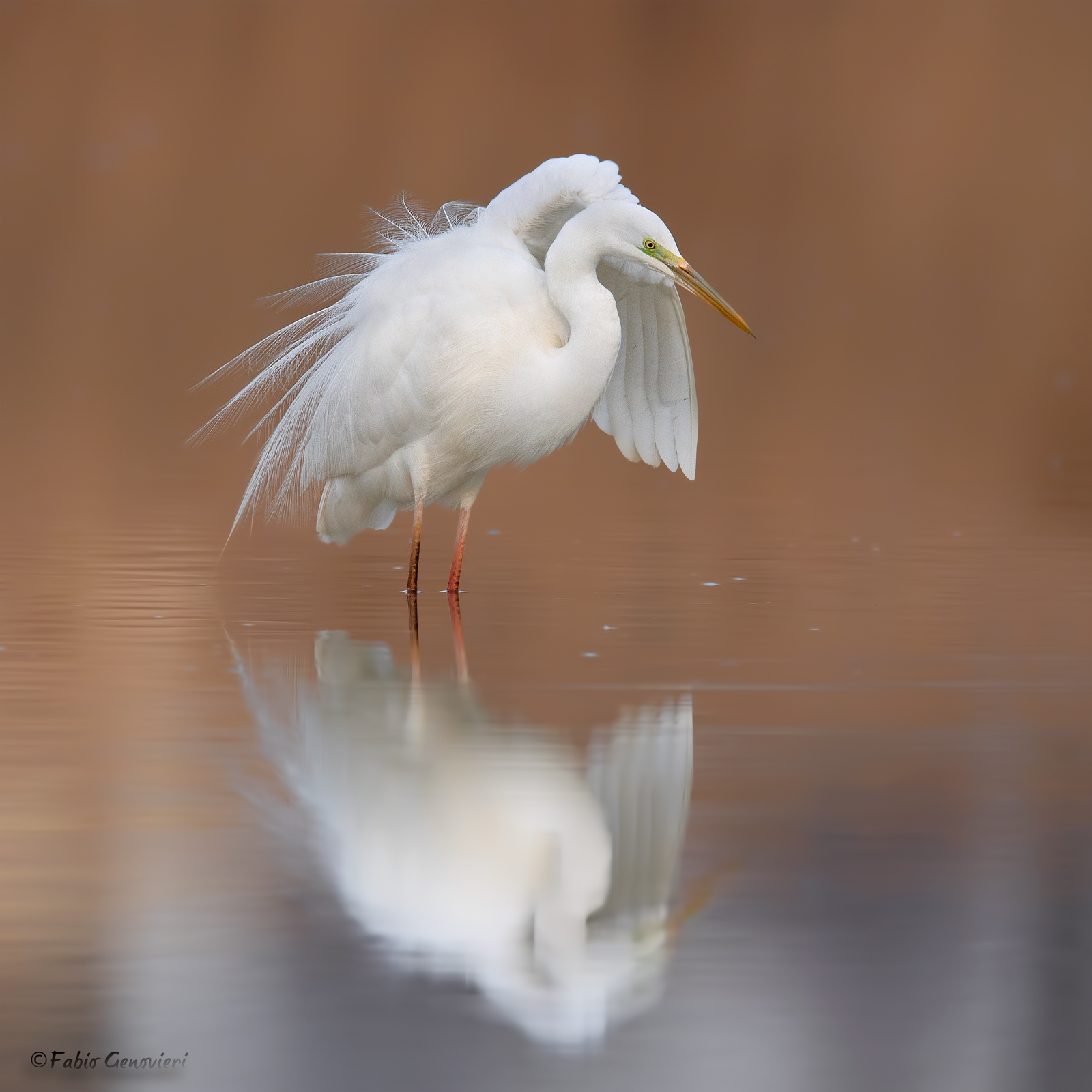 Major white heron