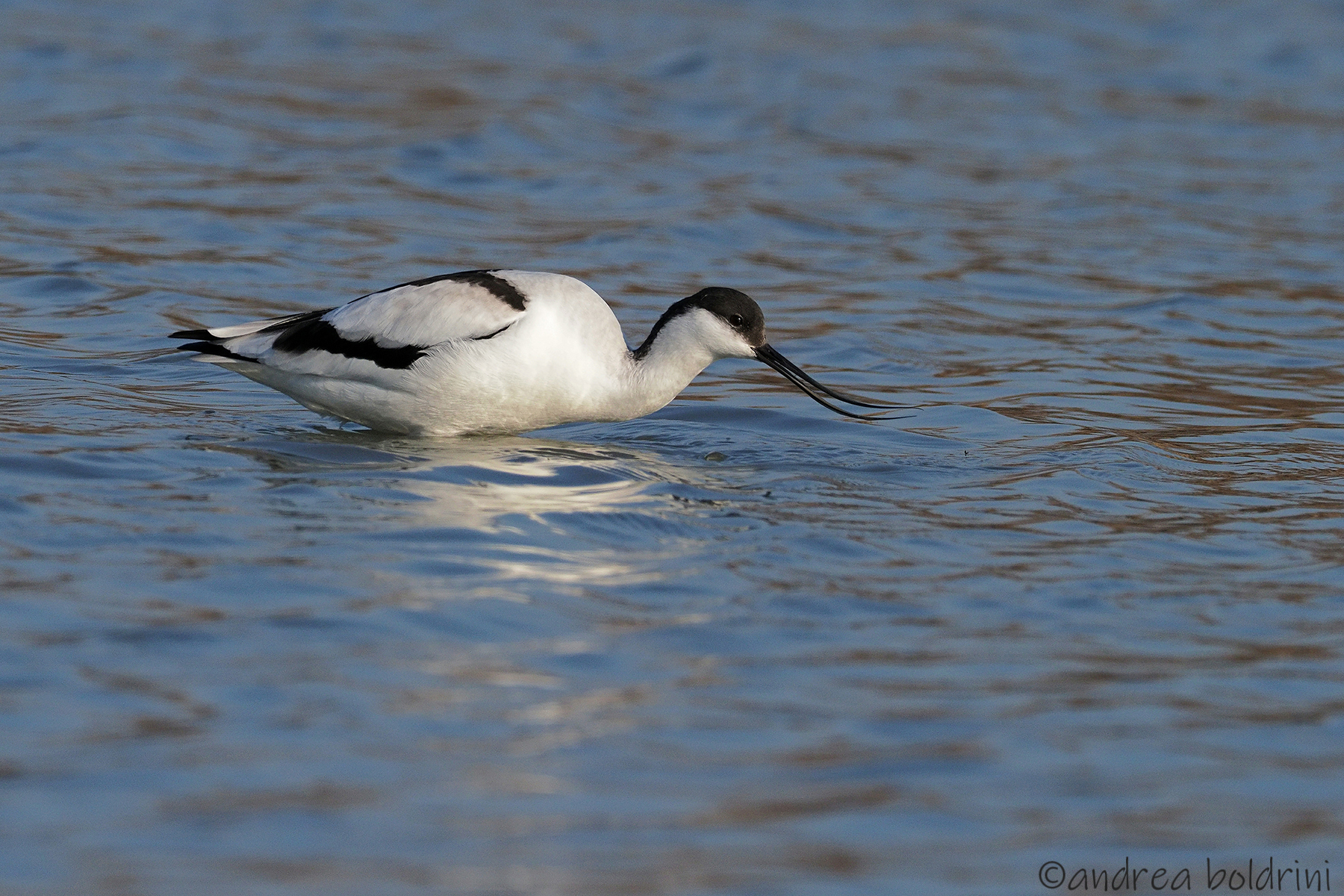 Avocetta