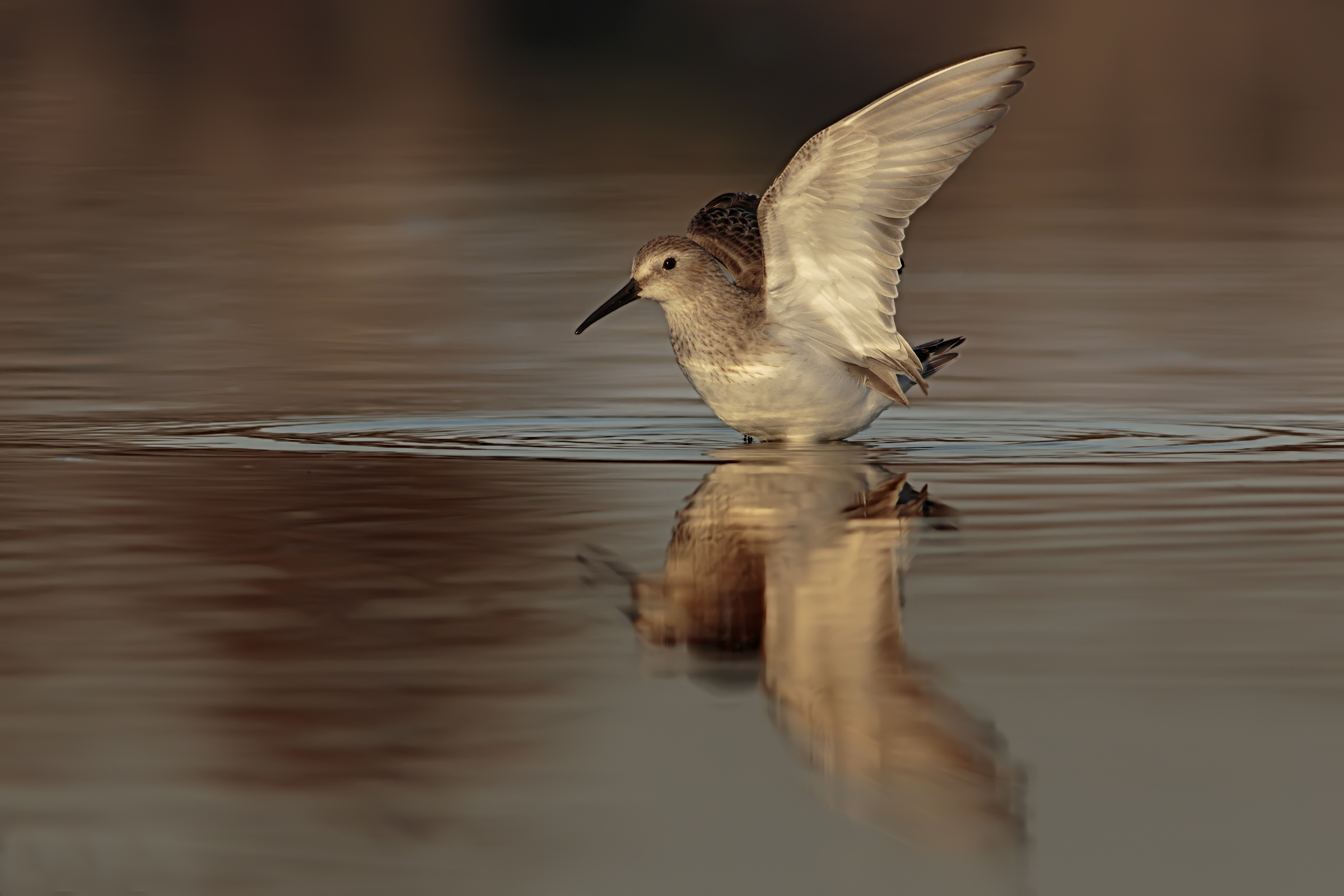 Piovanello Pancianera