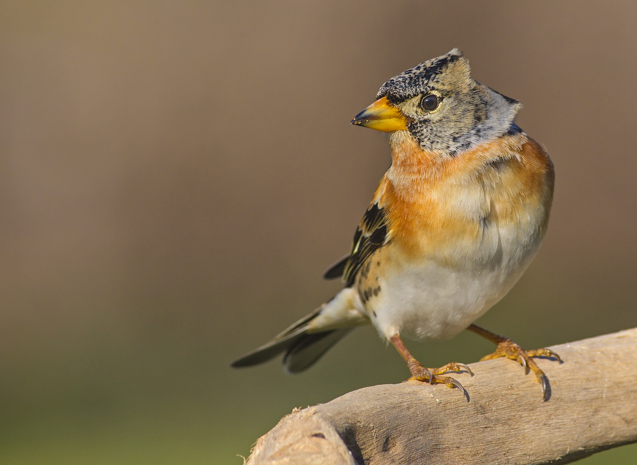 Brambling (Fringilla montifringilla)