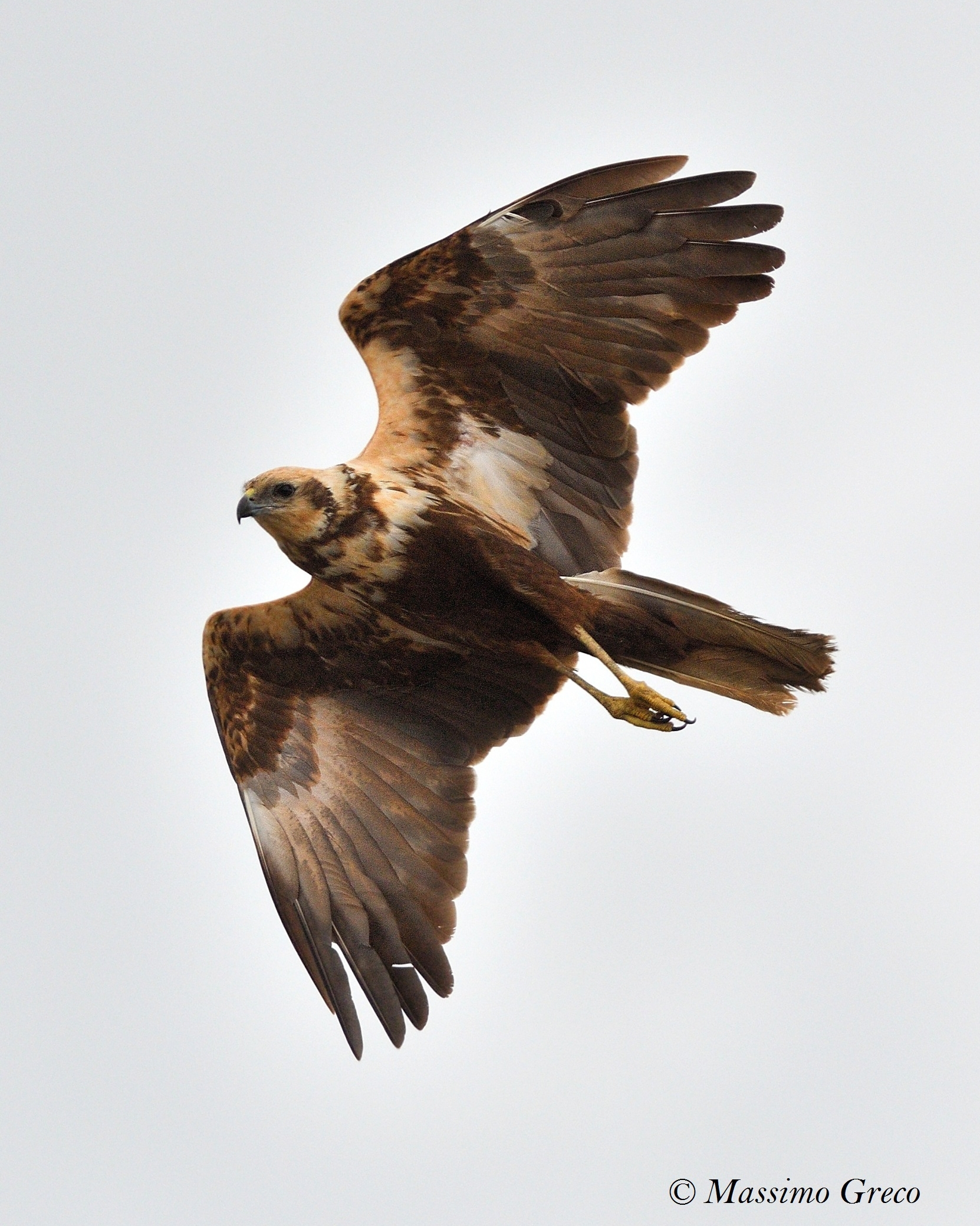 Swamp Hawk (Circus aeruginosus)