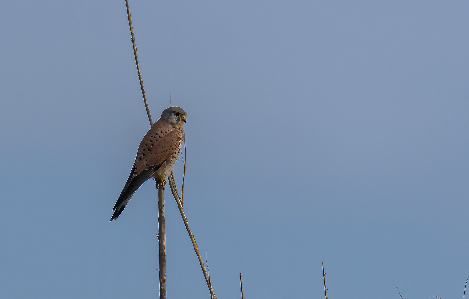 Kestrel