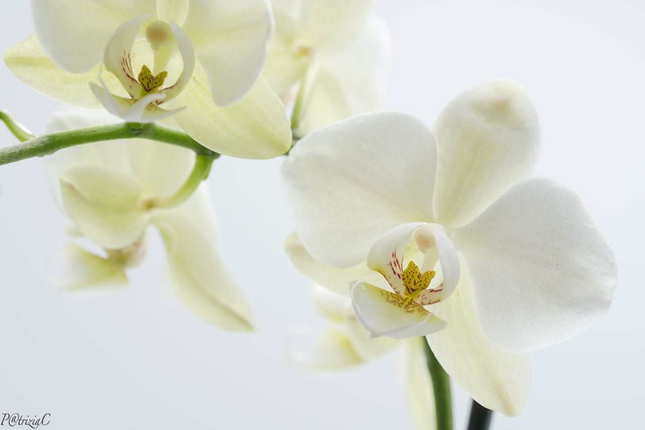 __orchid__(2)