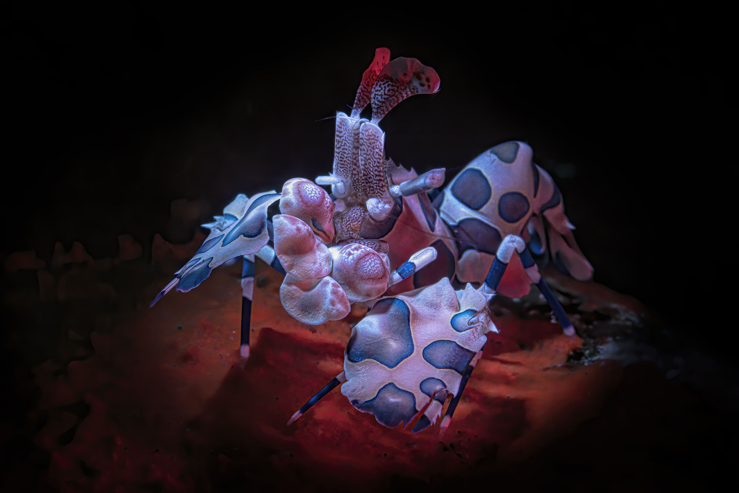 harlequin shrimp , Himenocera picta