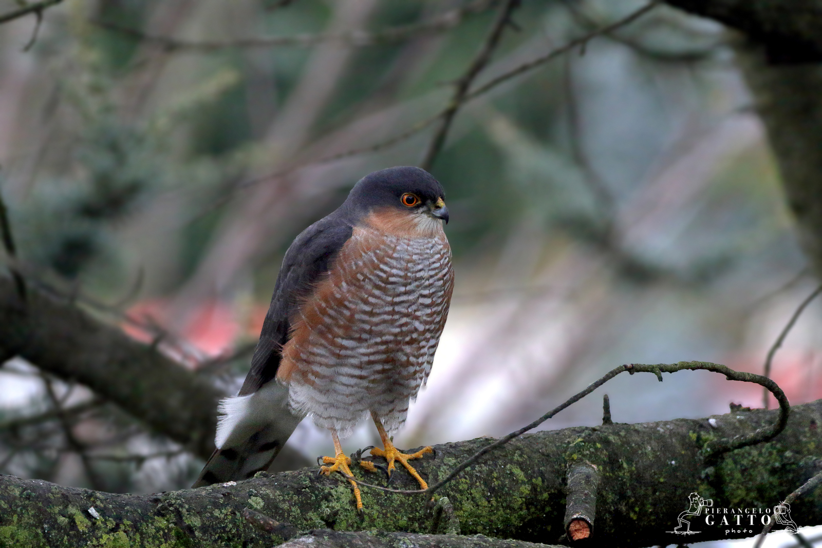 Sparviere (da dietro i vetri)