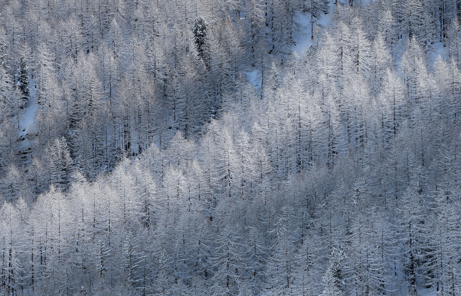 Larici inverno