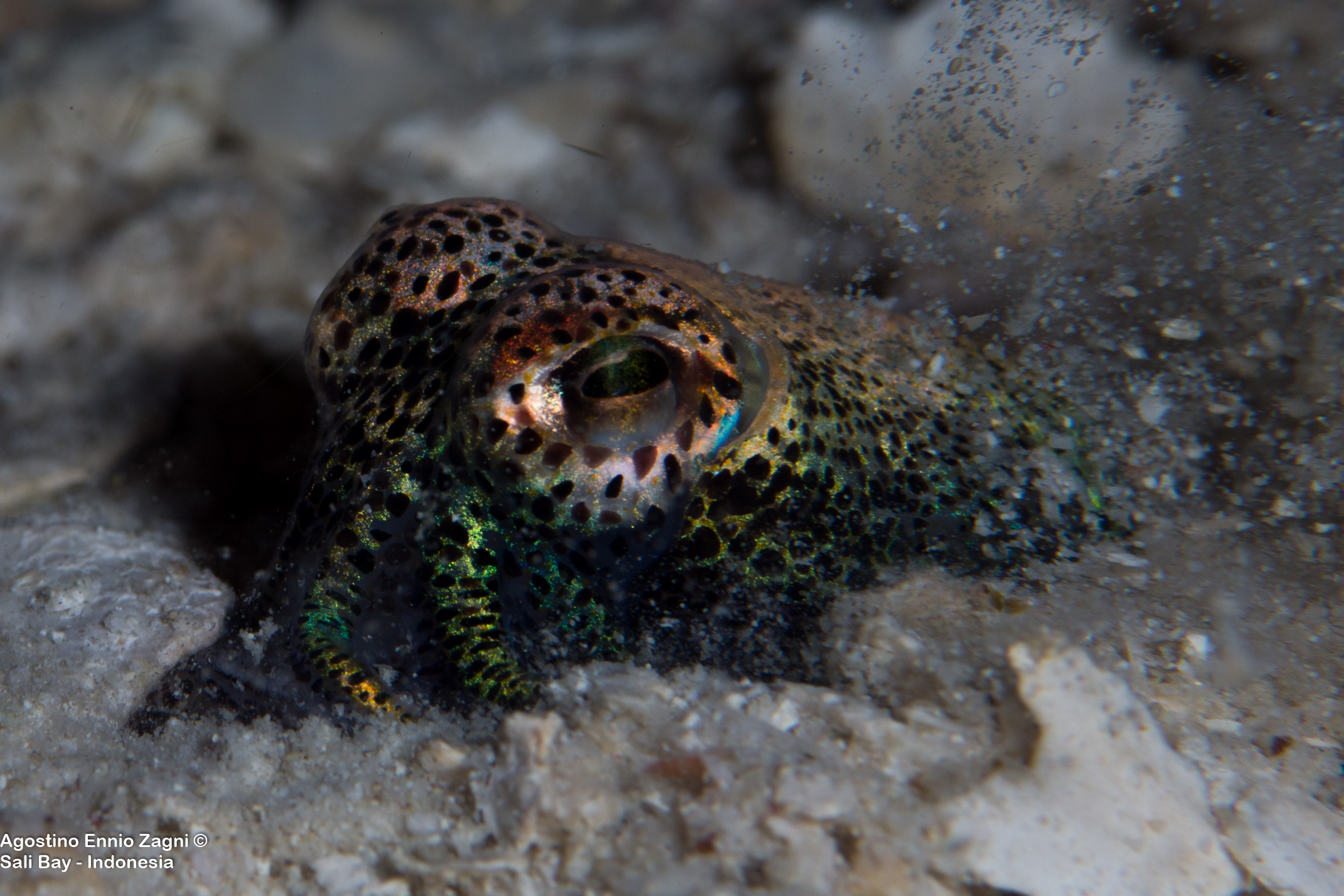 Mini Bobtail Squid - Saly Bay