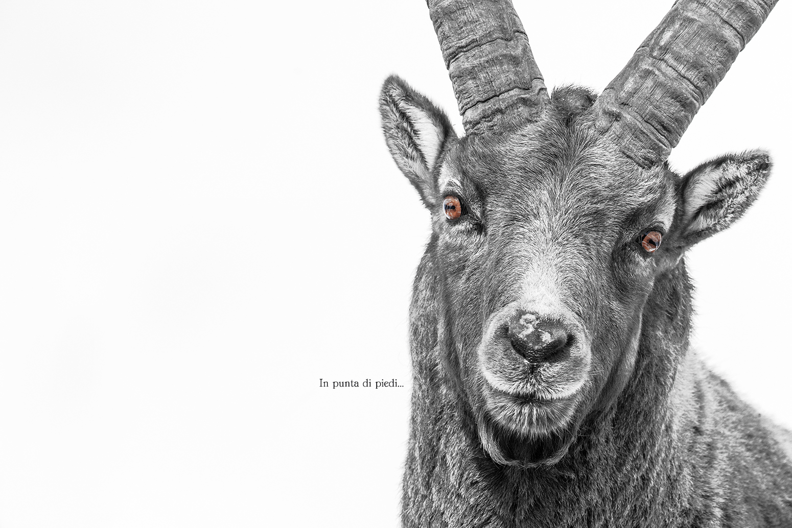 Hypnotic Alpine ibex...