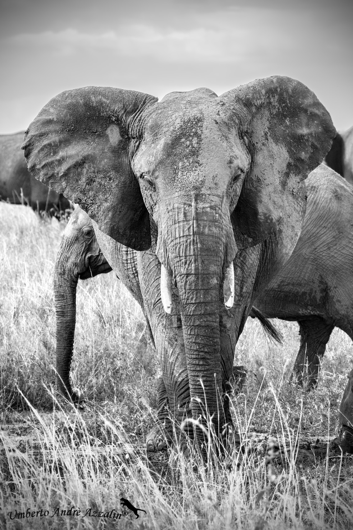 elephant B&W passion