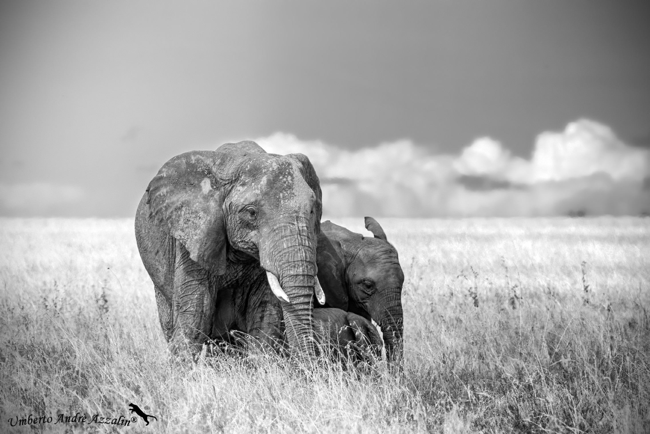 elephant B&W passion 2