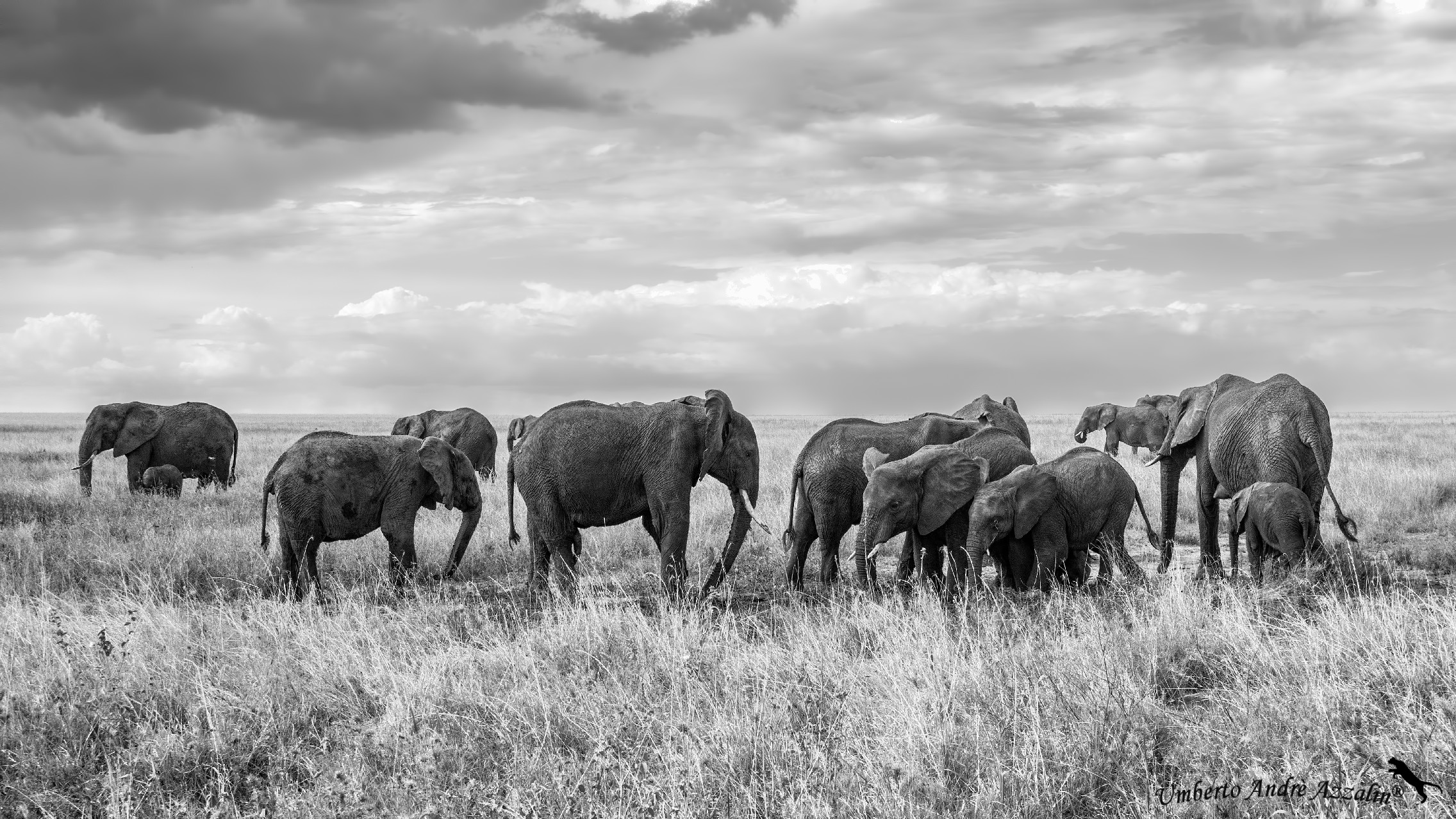 elephant B&W passion 3