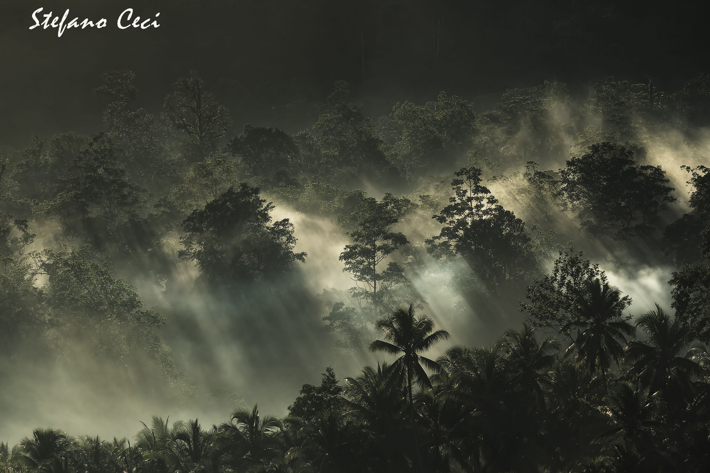 le prime luci penetrano nella foresta