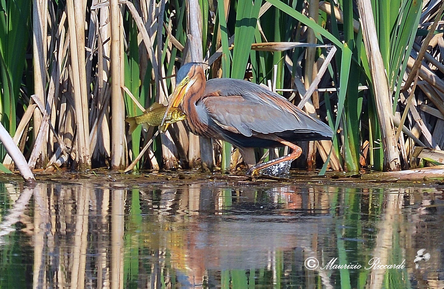 Red heron