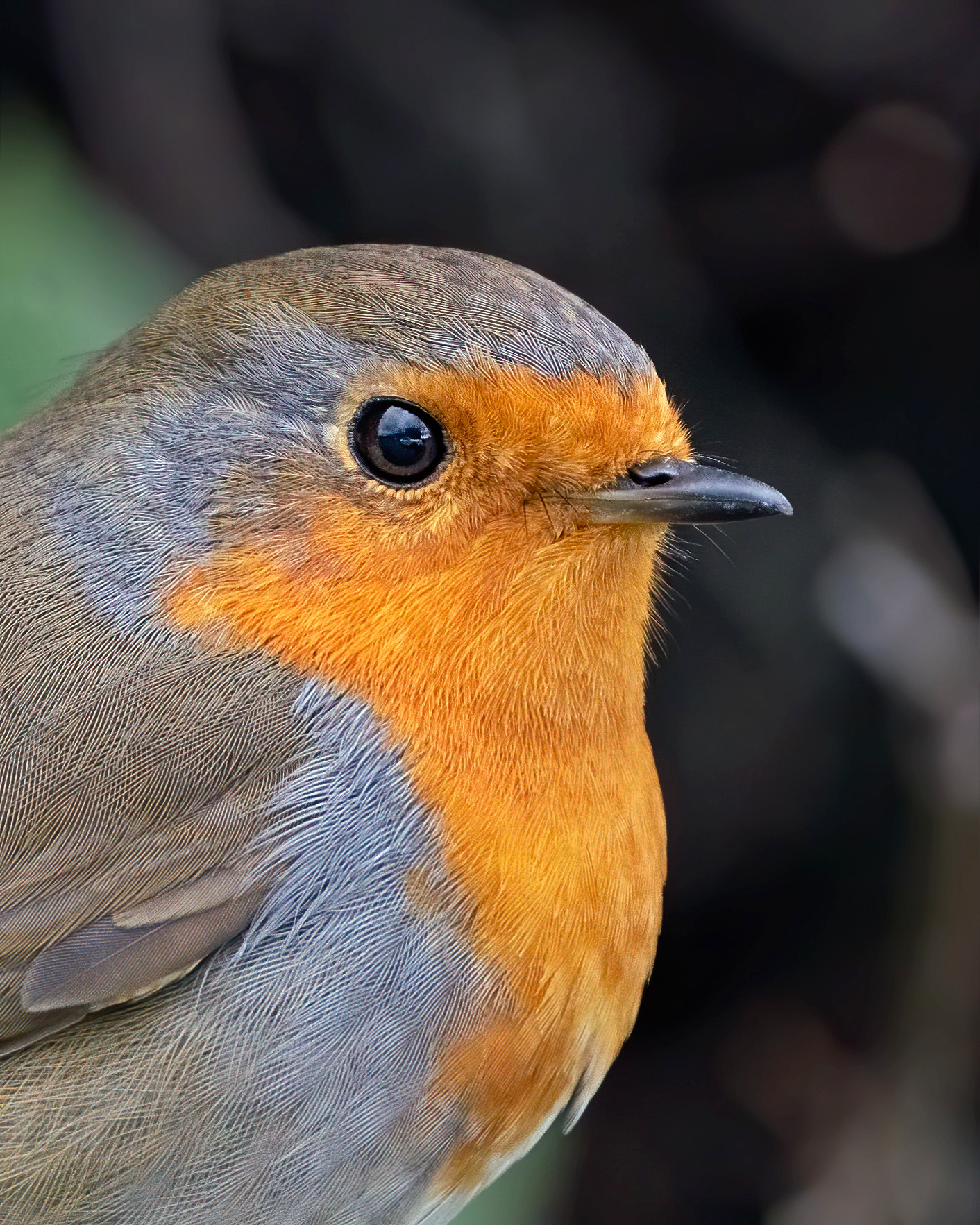 Pettirosso - Crop della foto precedente