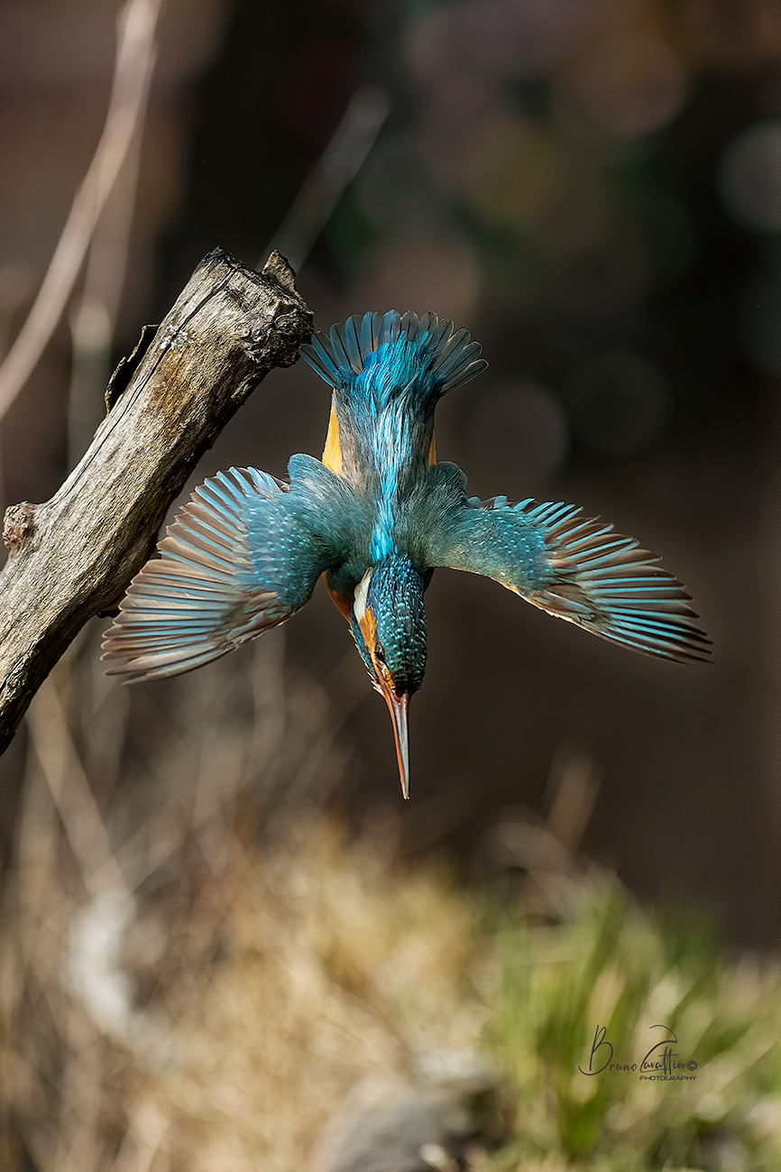 Kingfisher
