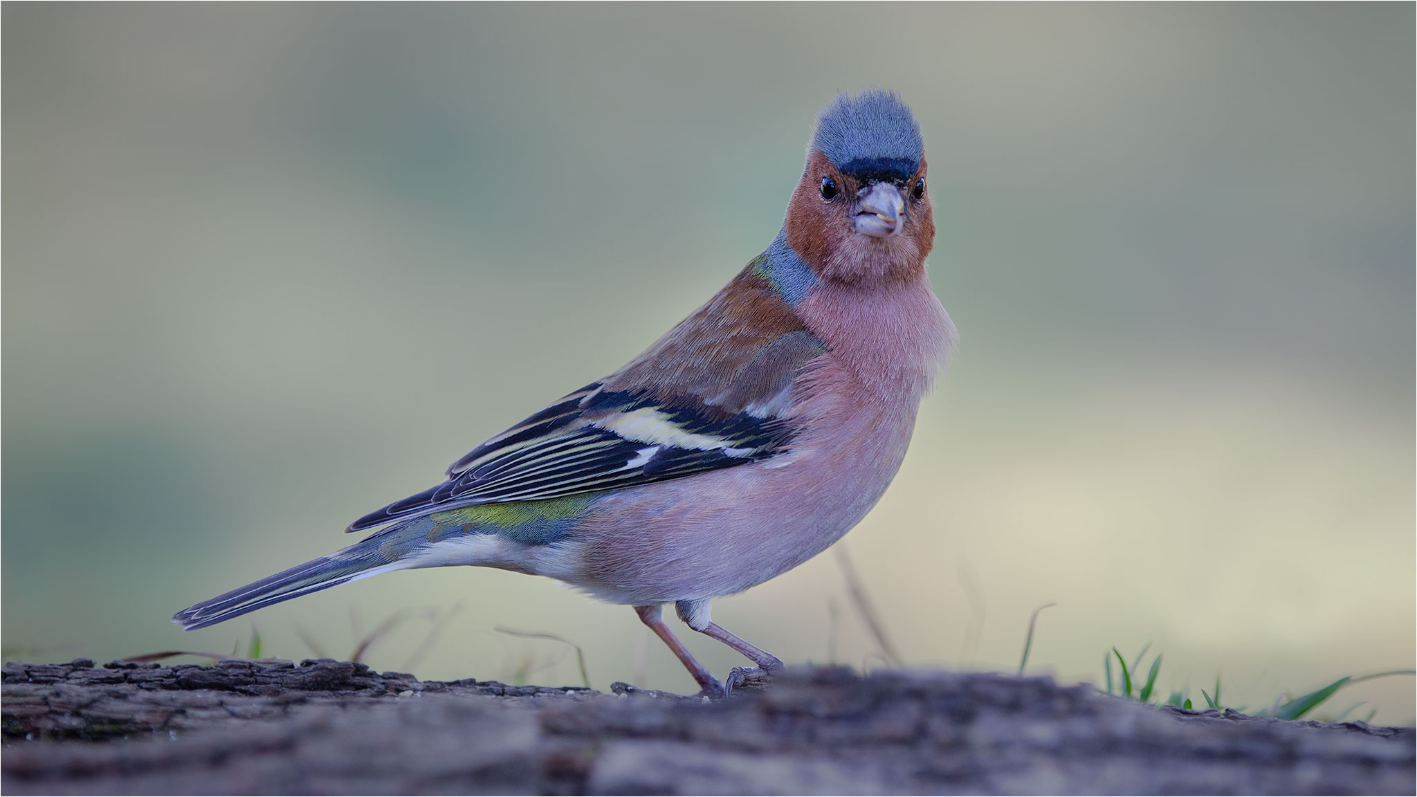 Fringuello 03-03-2020