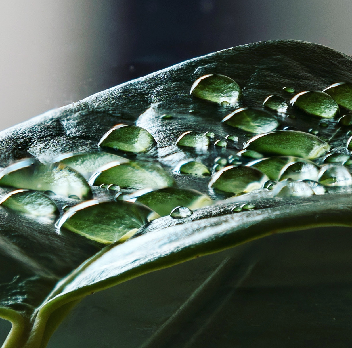 Goccioline d'acqua e foglie