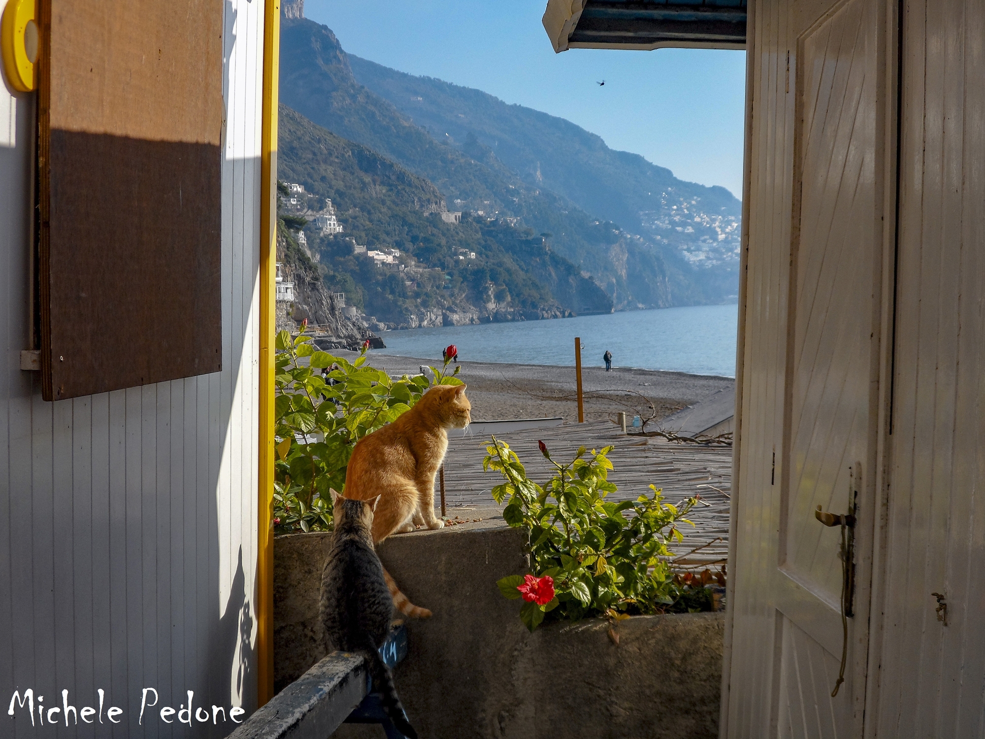 Landscape with feline elements