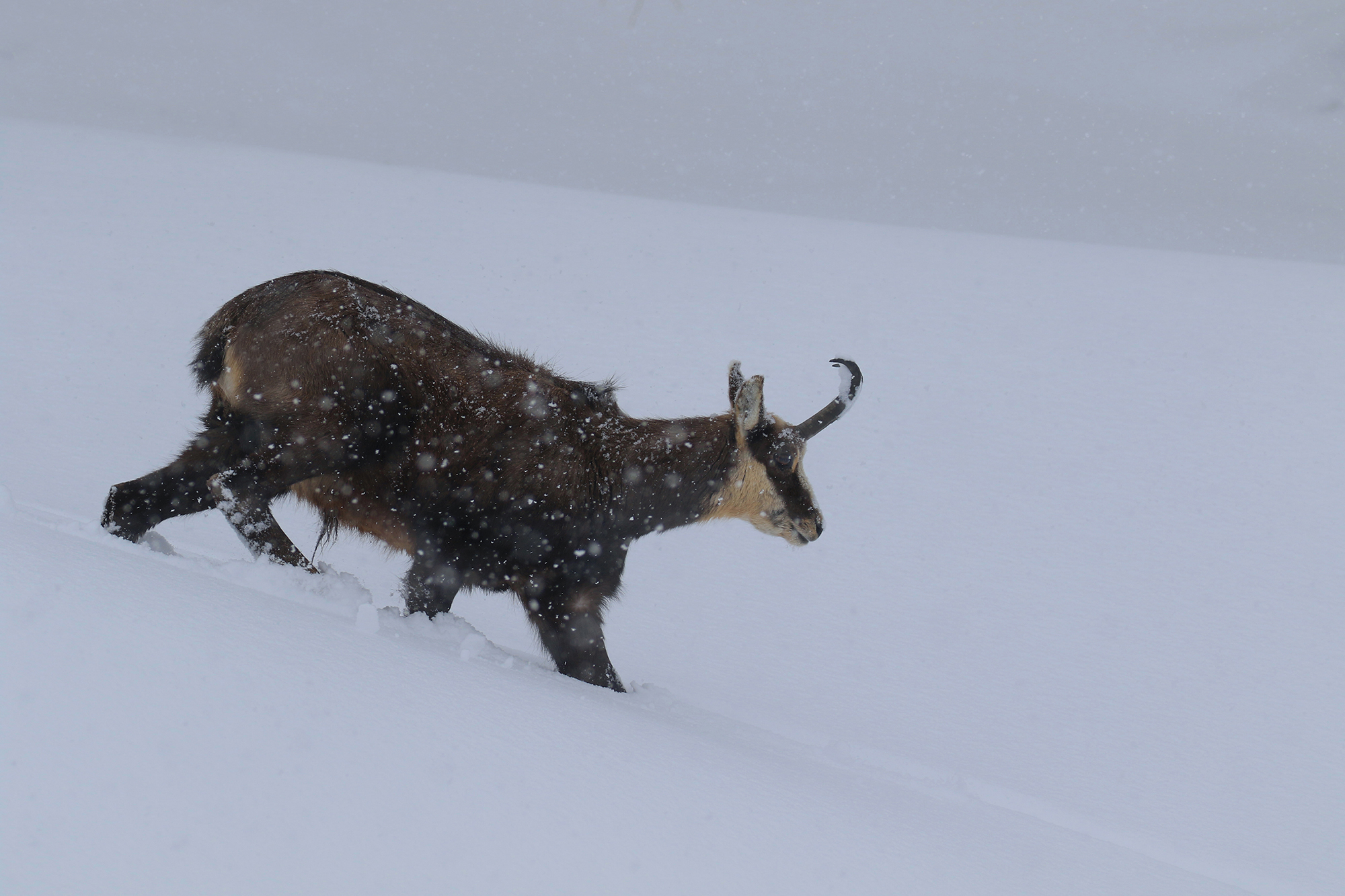 only in the blizzard, suede