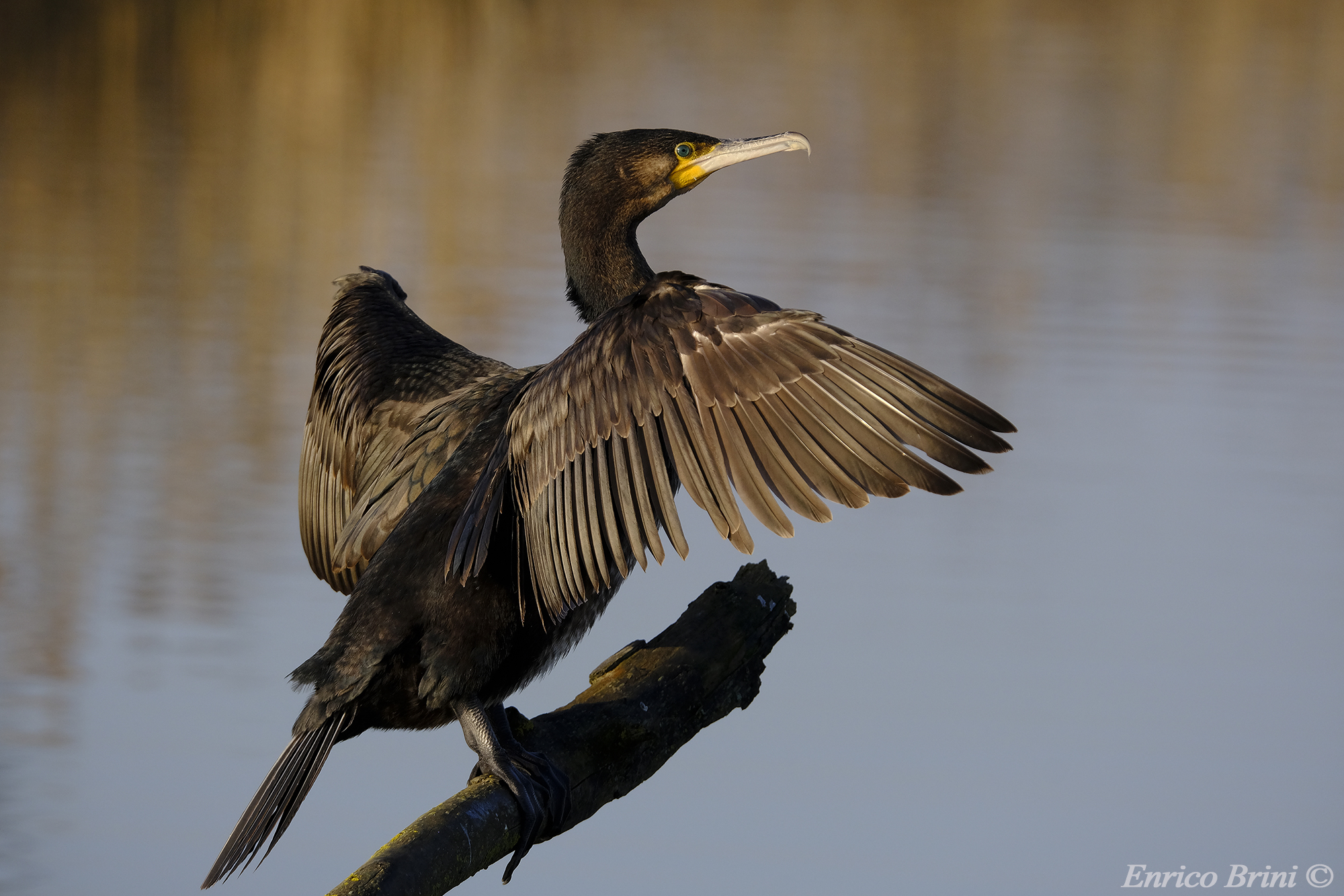 Cormorant!!