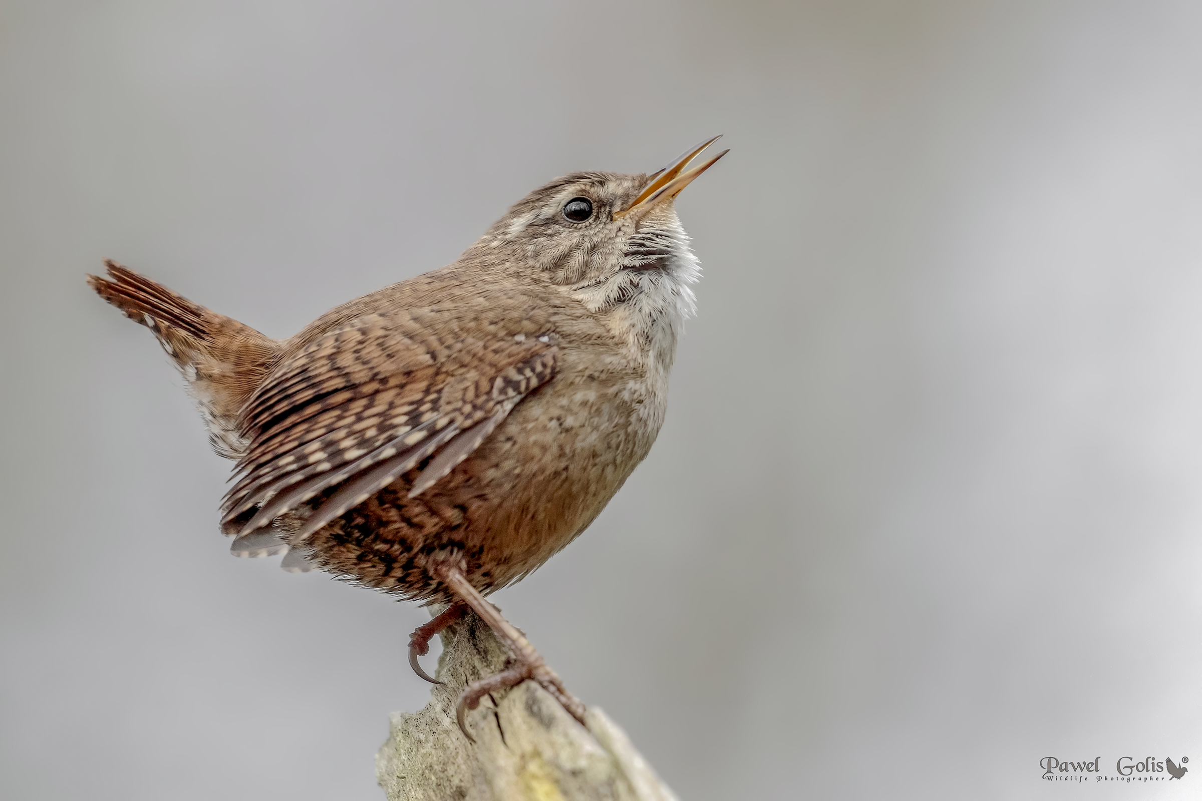 Wren eurasiatico ( Troglodytes troglodytes)