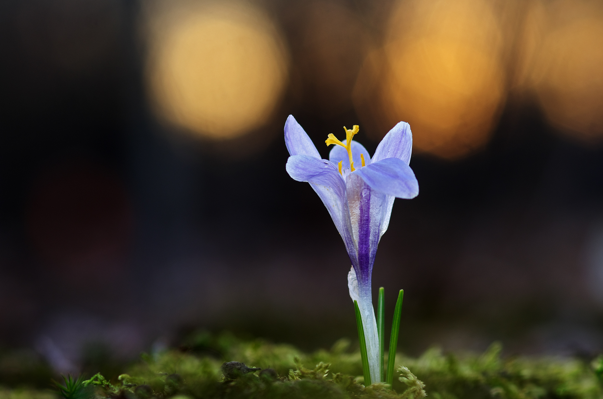 Crocus at sunset