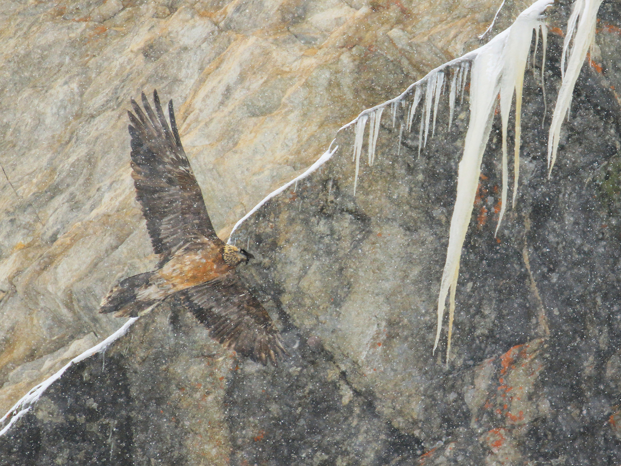 il volo del gipeto sotto la neve