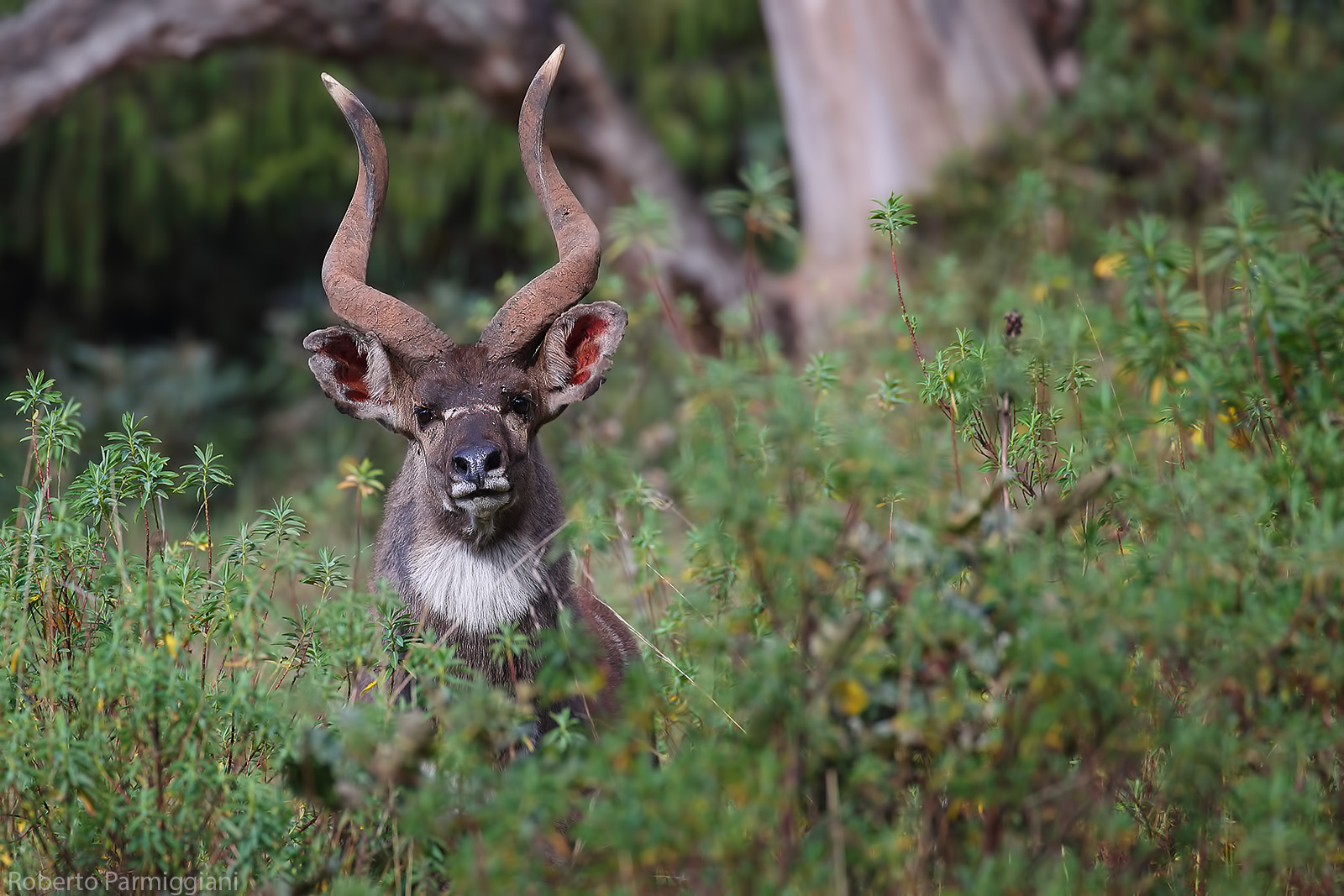 Mountain Nyala