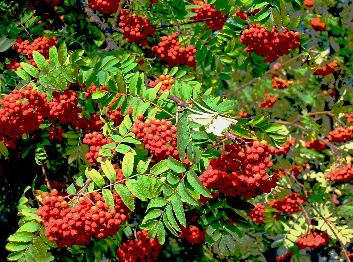 Rowanberry