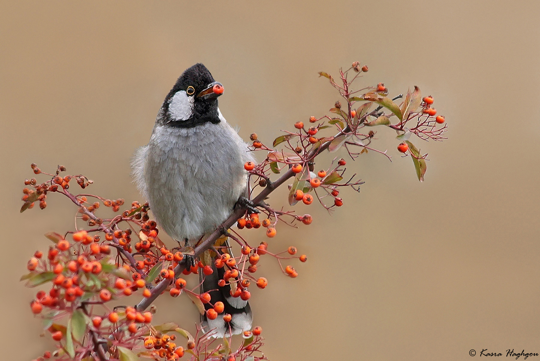 Bulbul dalle guance bianche