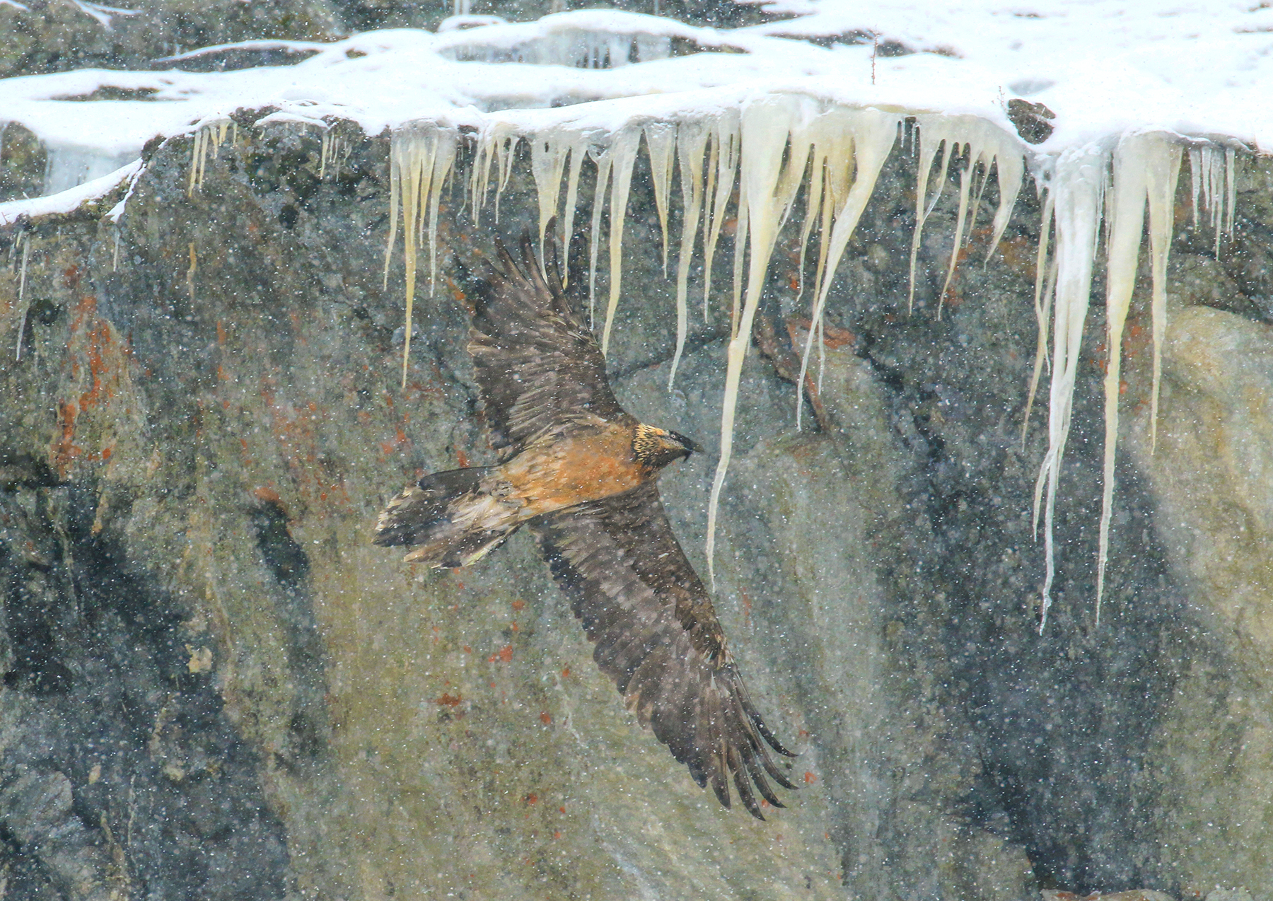 il volo del gipeto sotto la neve 2