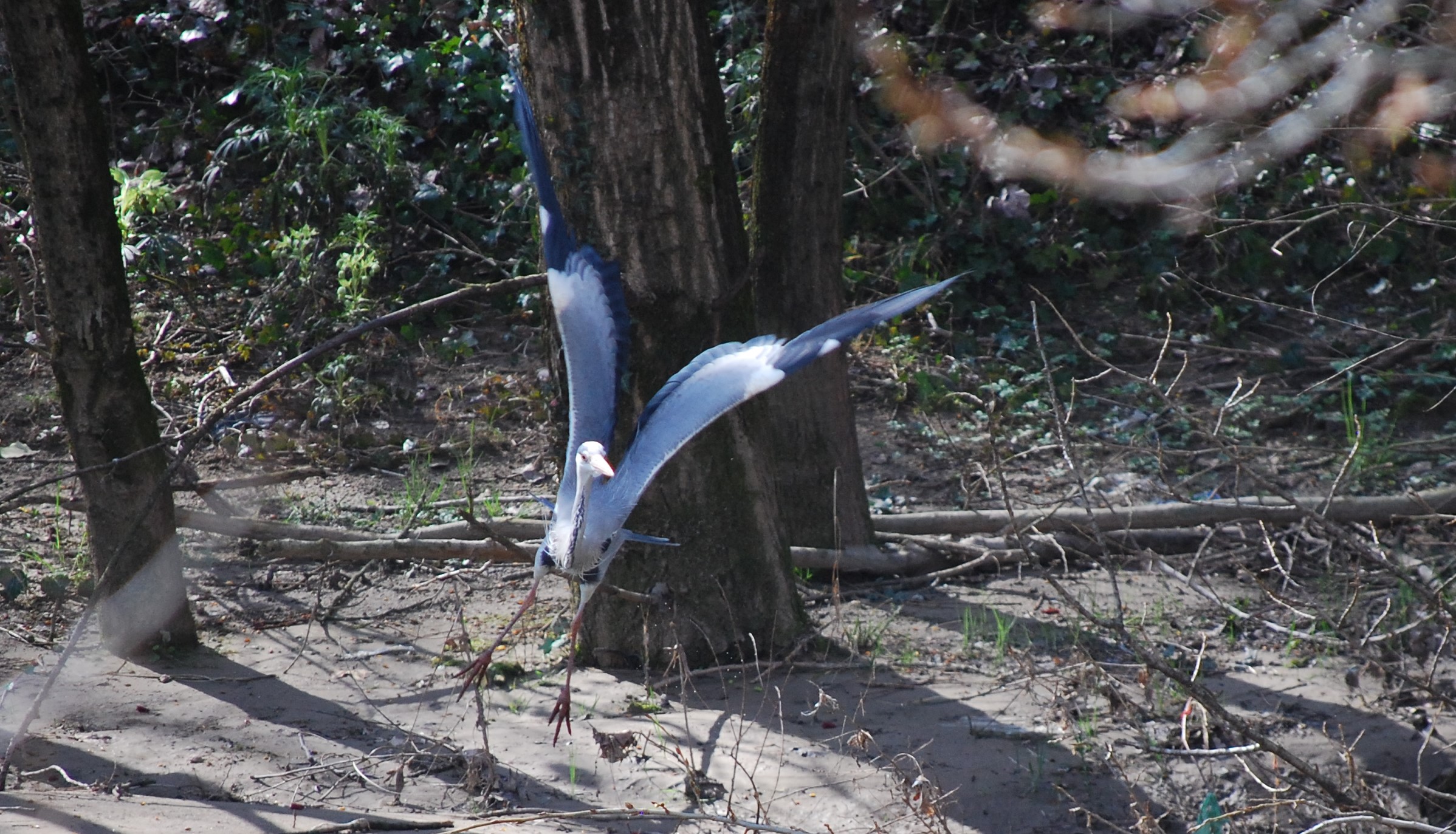 Sempre lui ...stavolta con AF!