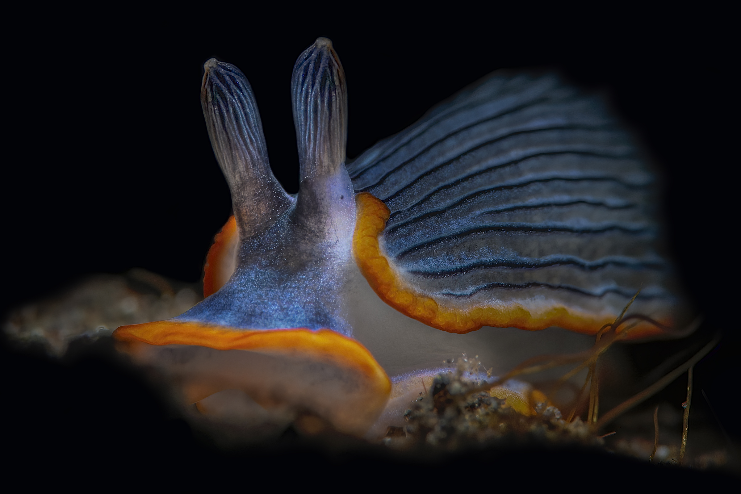 armina sp. nudibranch