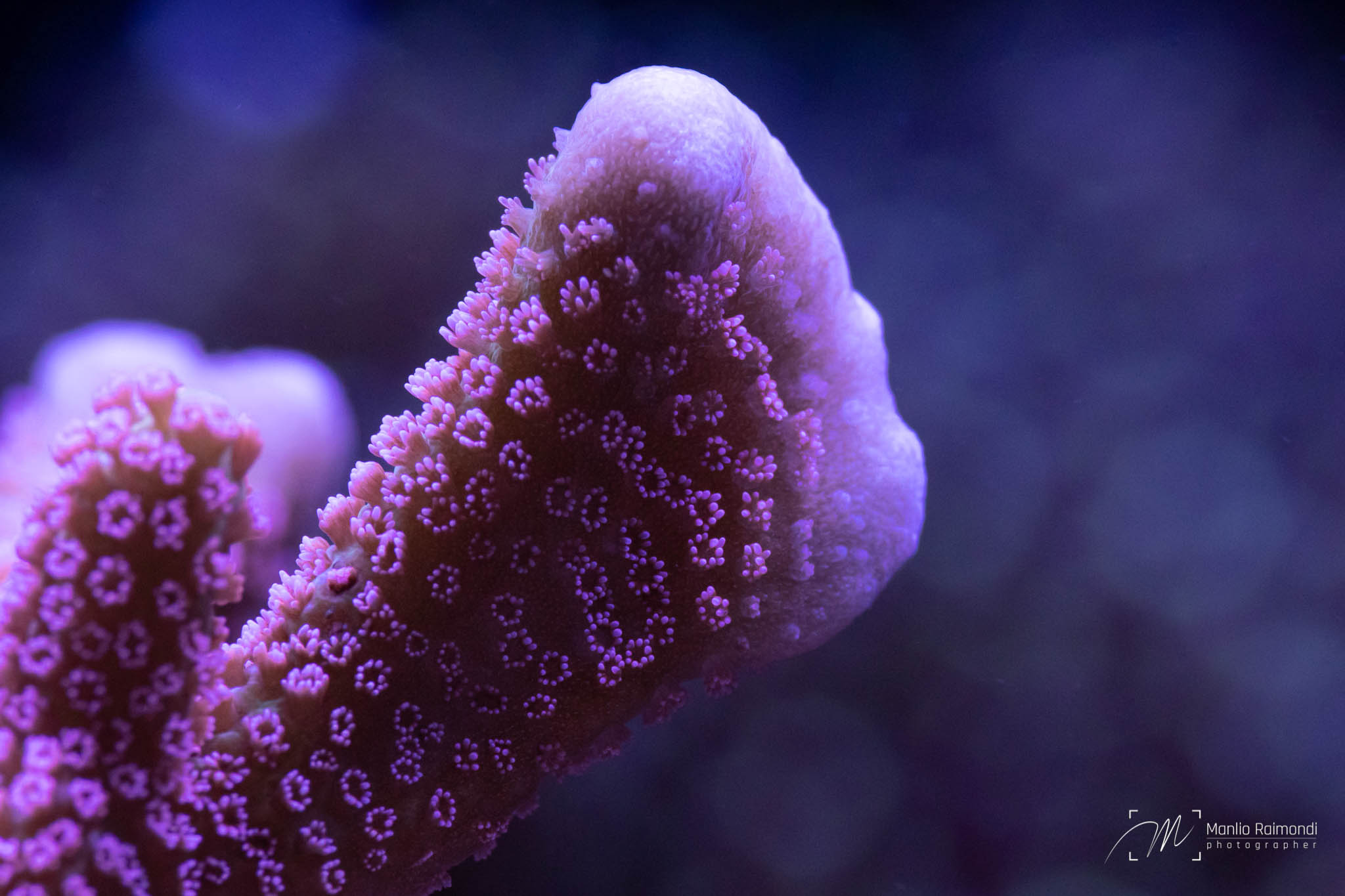Montipora digitata