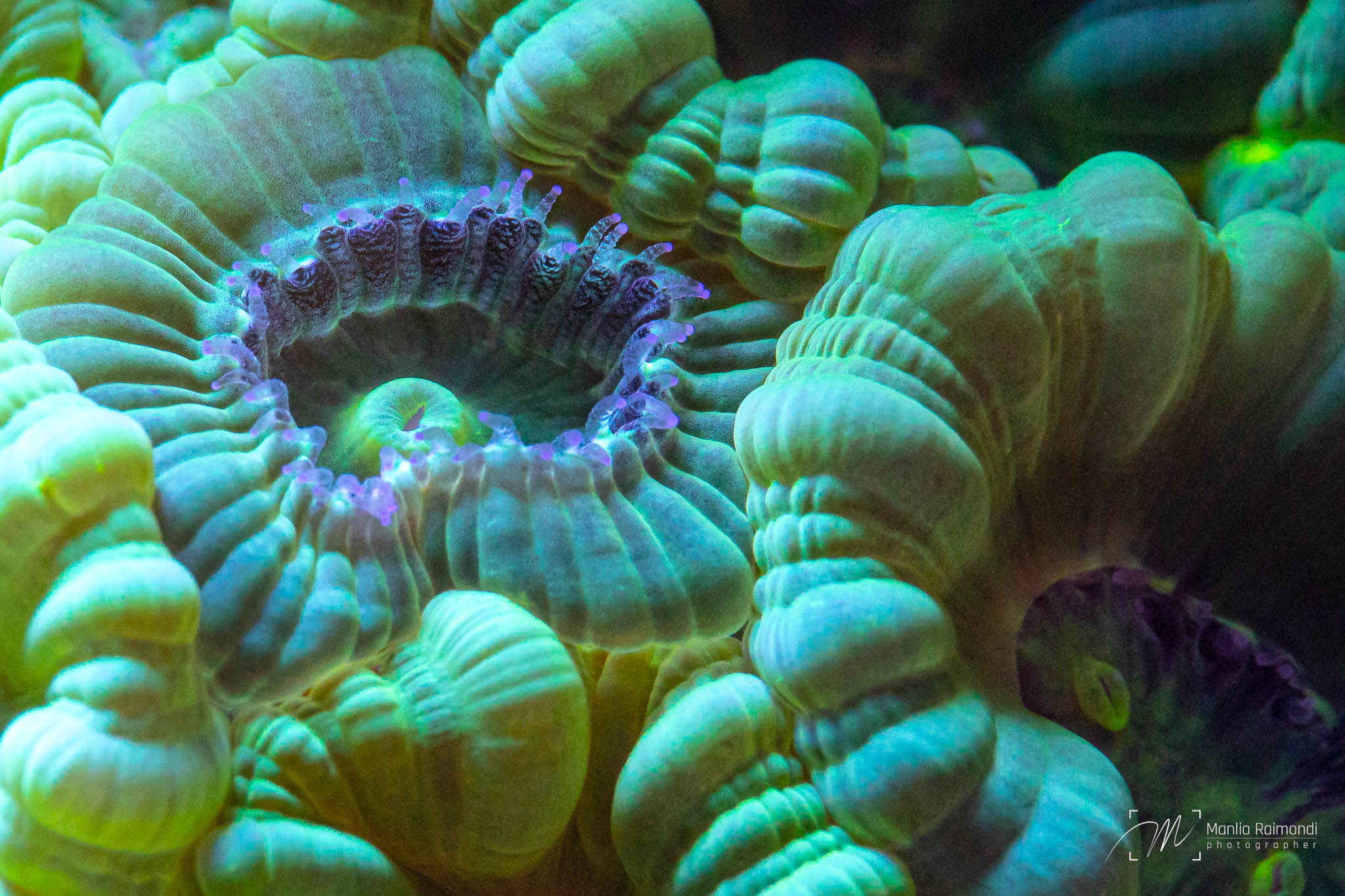 Caulastrea